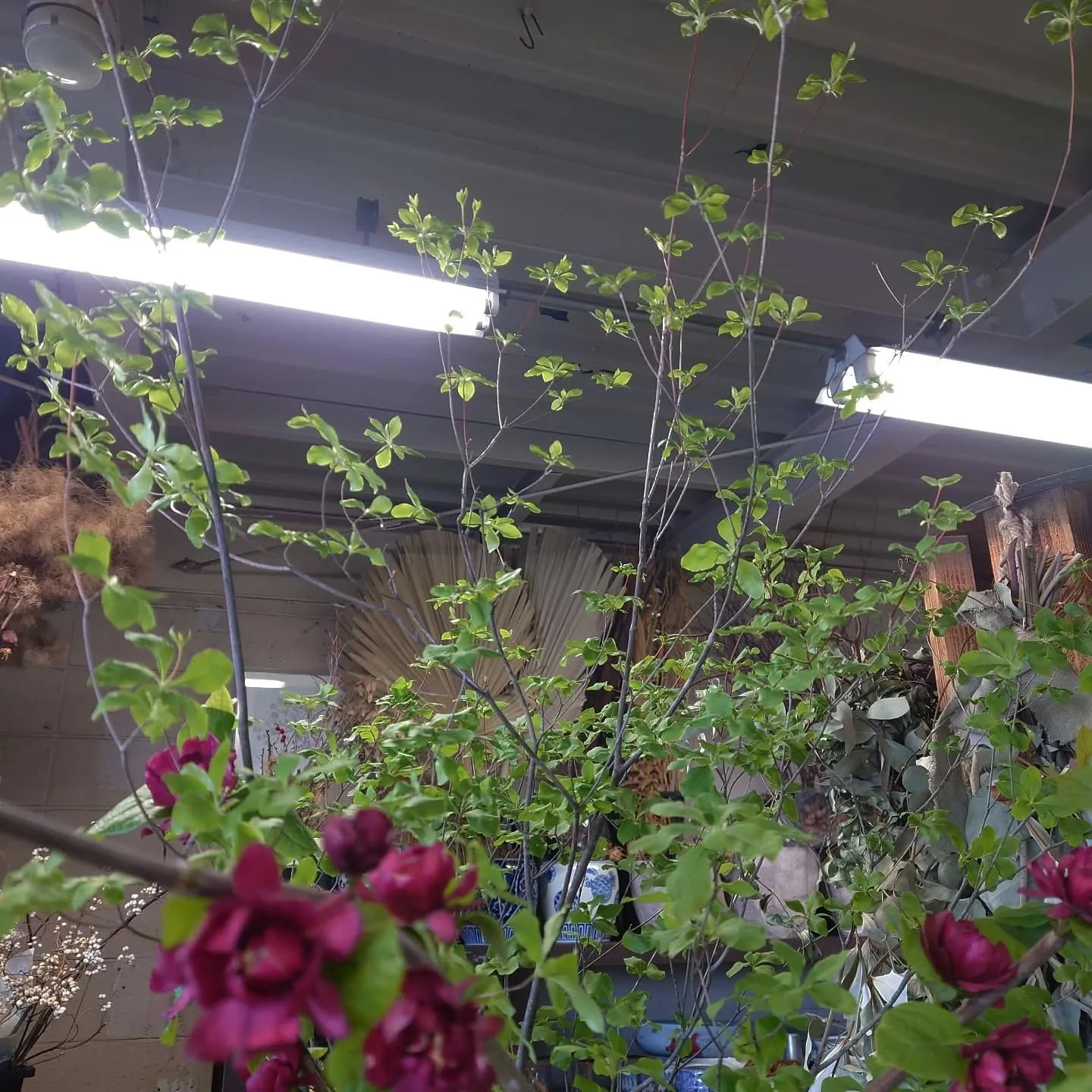 ドウダンツツジ🌿🌿