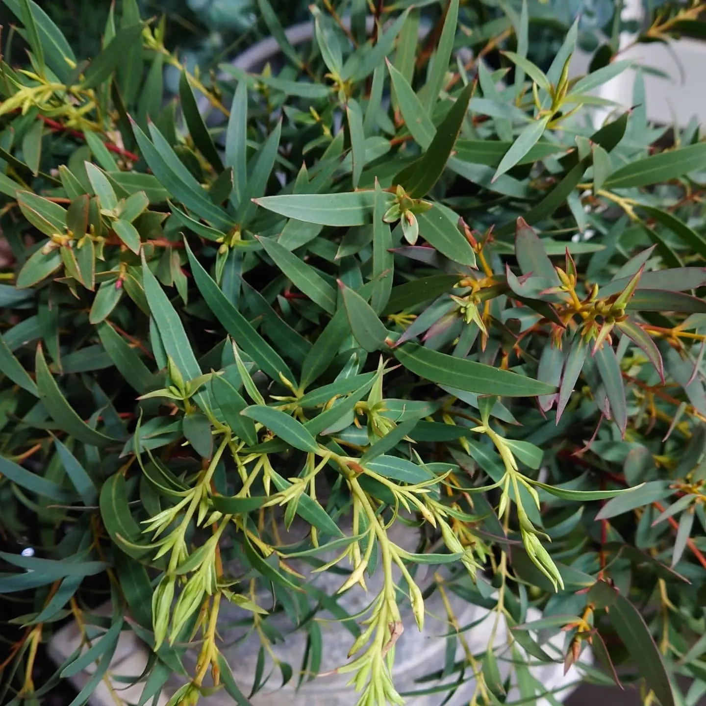 ドウダンツツジ🌿🌿