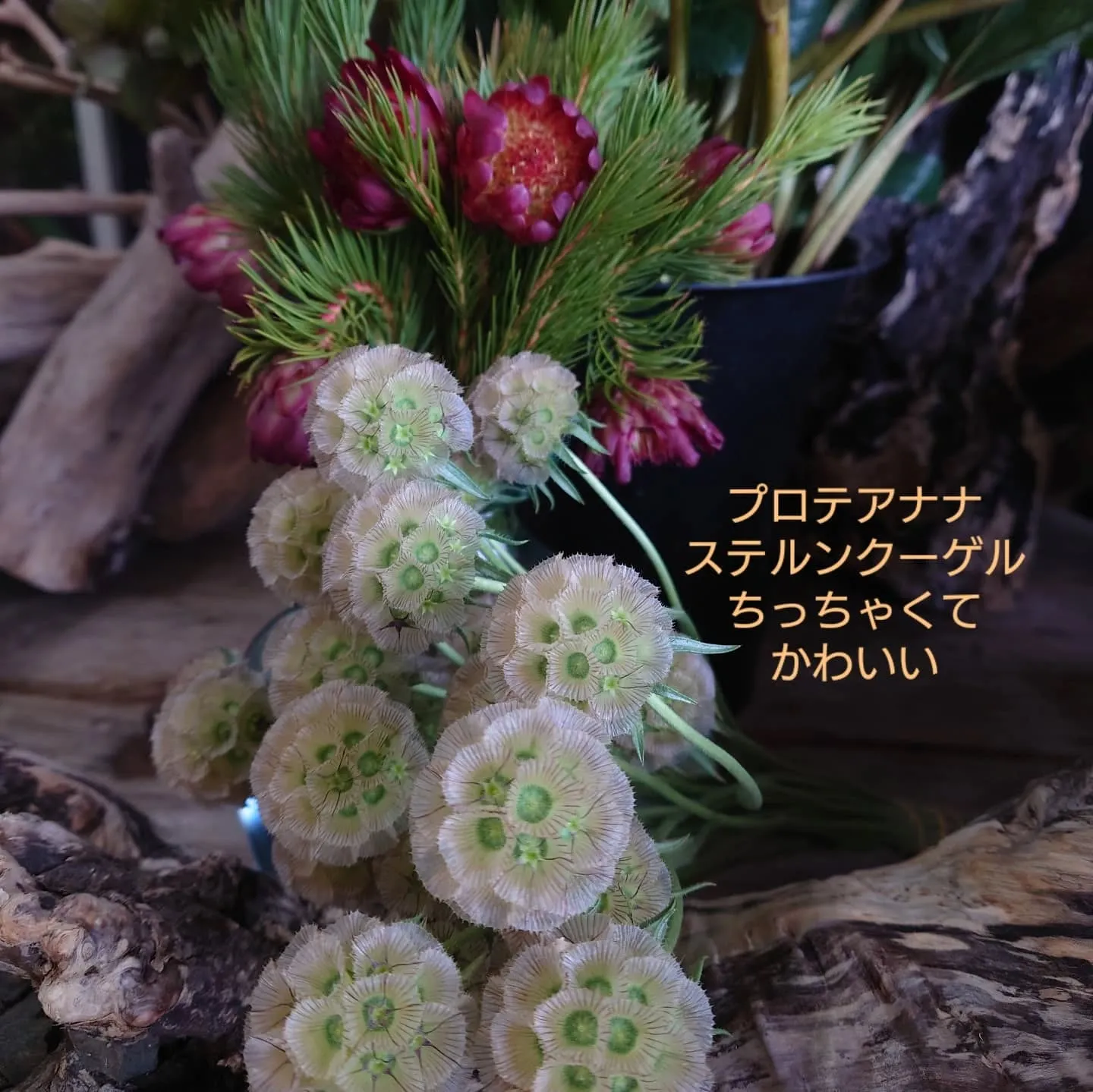 おはようさん🌞