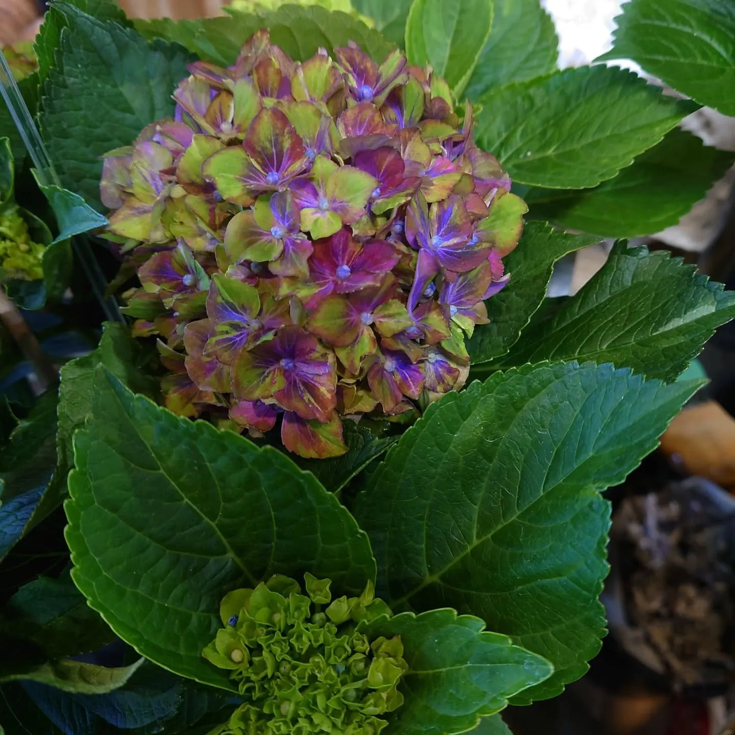 HERBでアレンジ