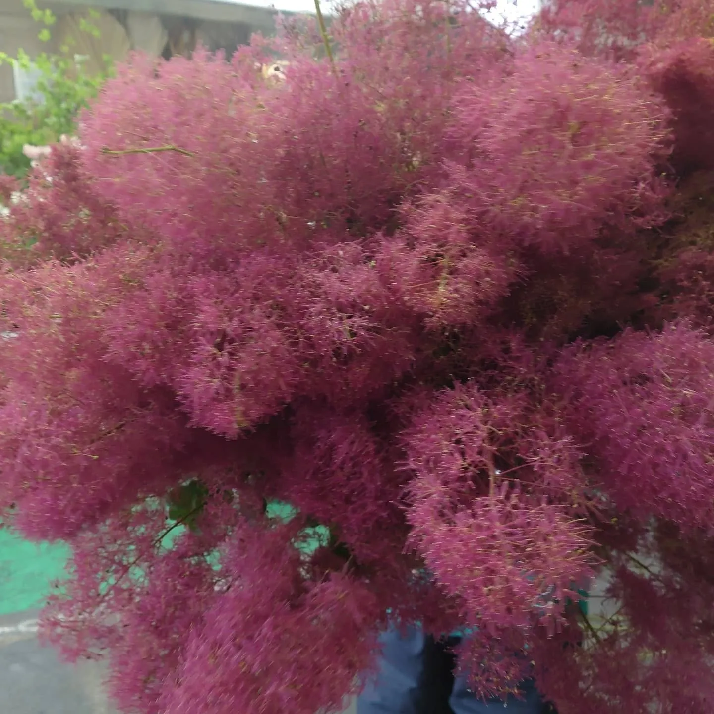 Smoketree　moku moku  赤い子