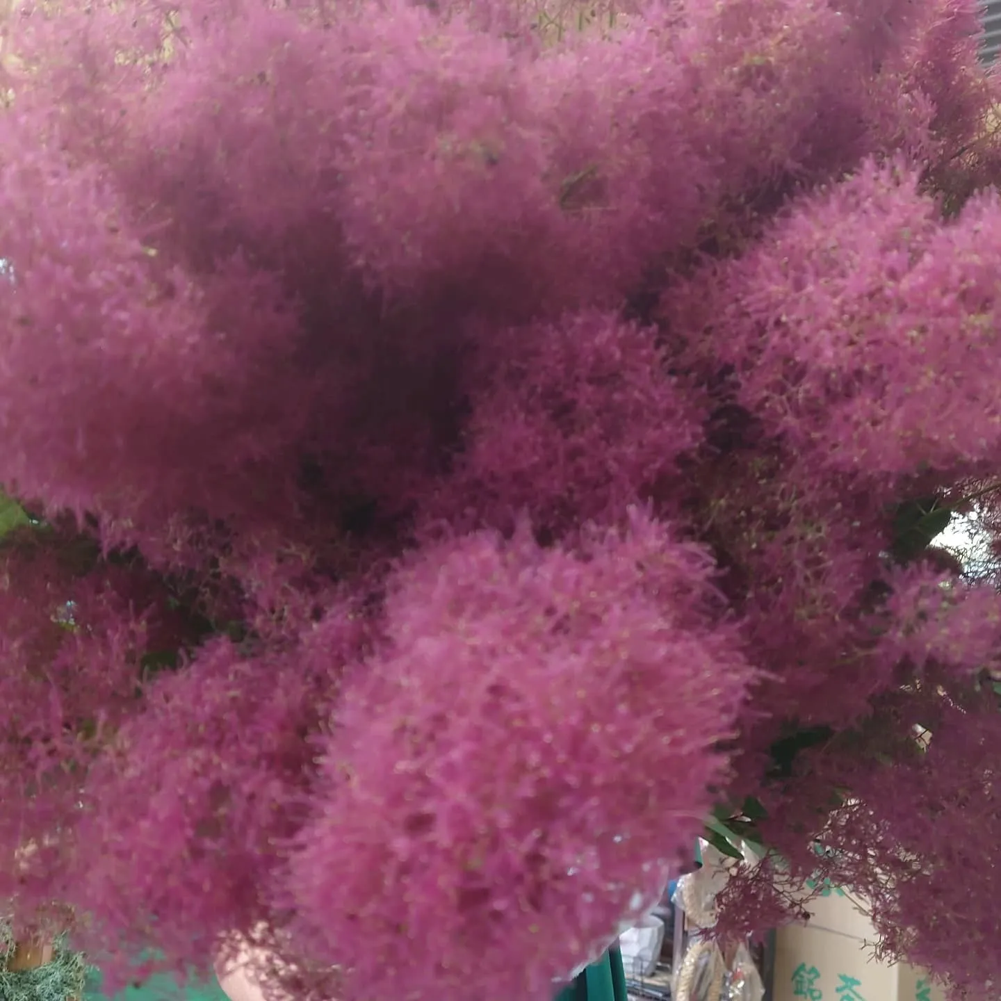 Smoketree　moku moku  赤い子