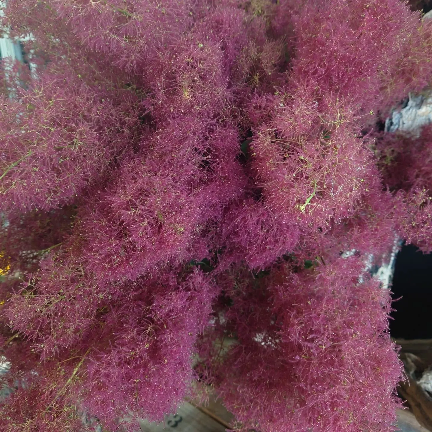Smoketree　moku moku  赤い子