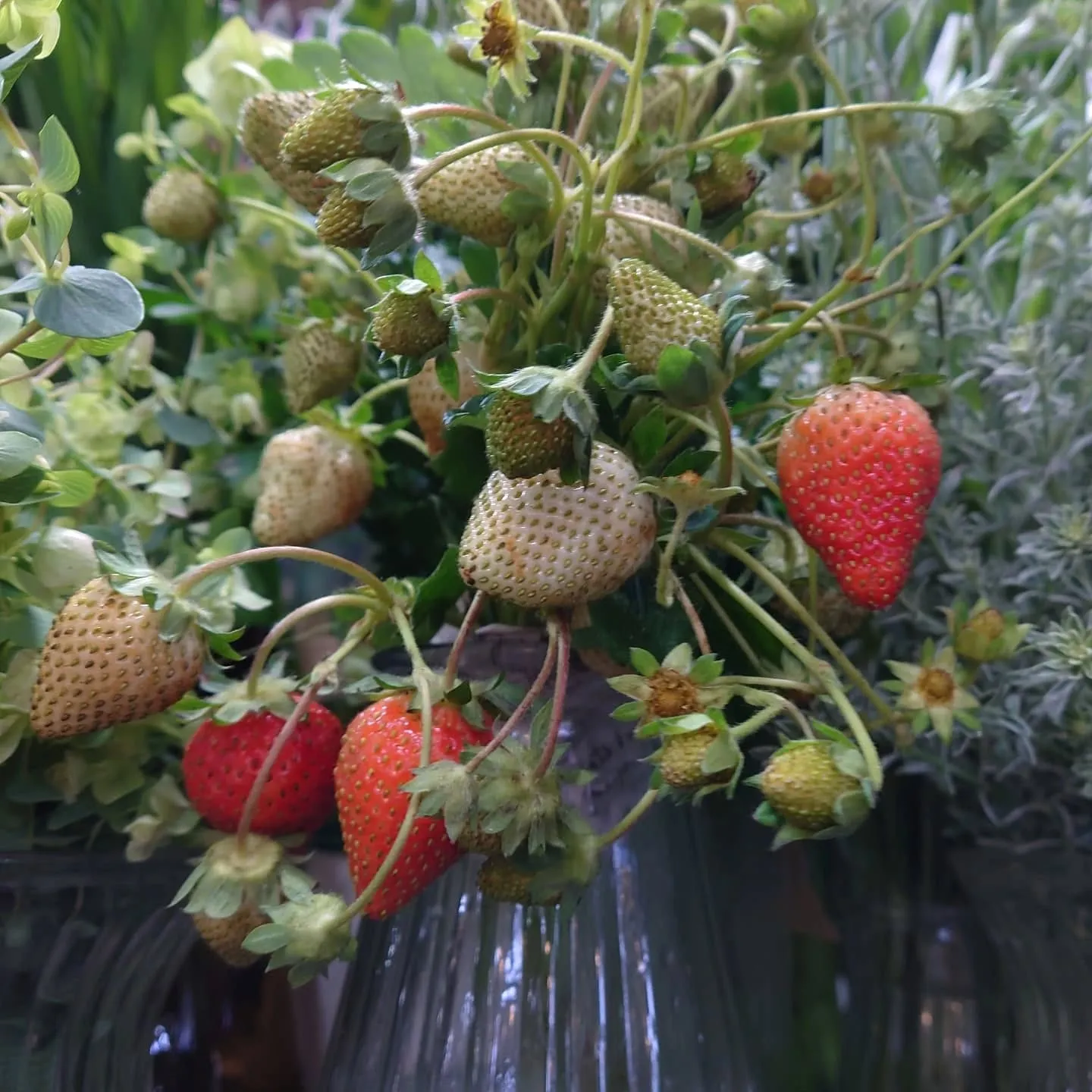 Strawberry