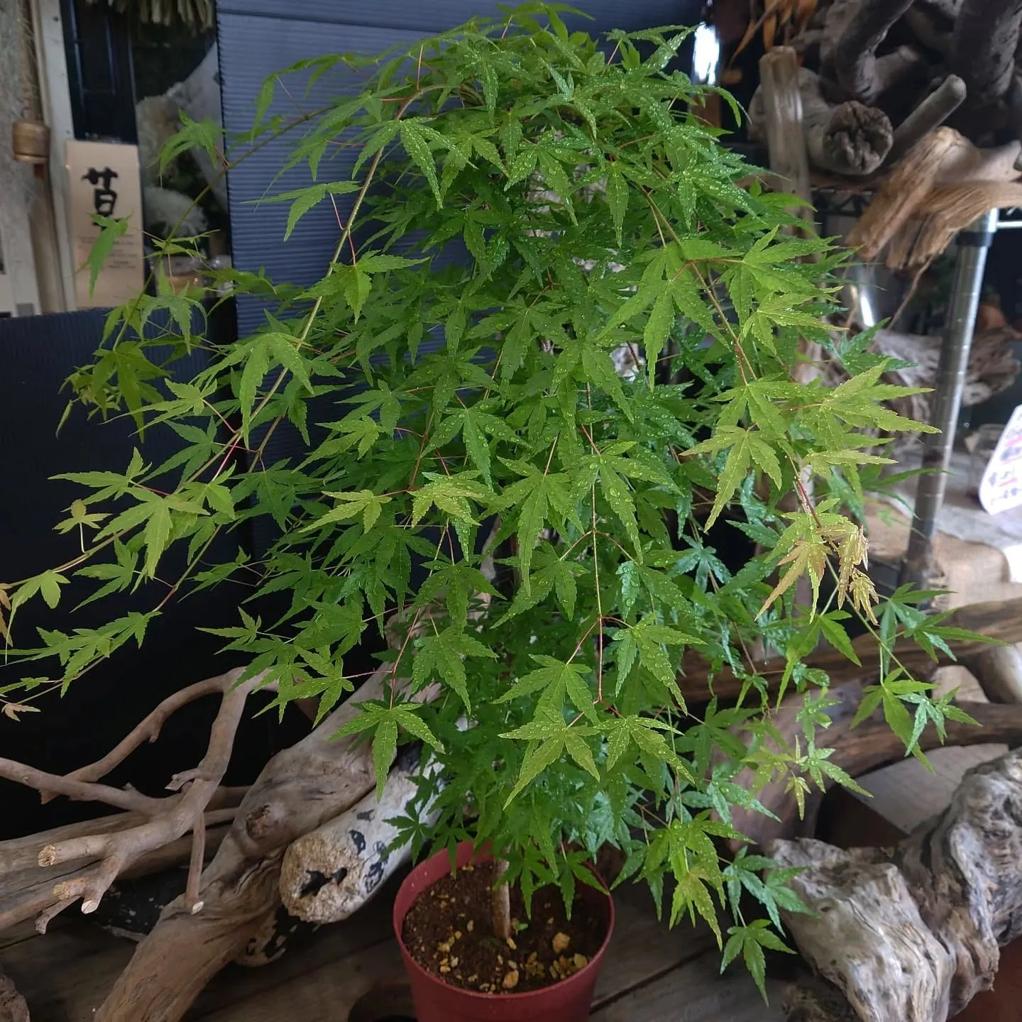 紅葉　流泉