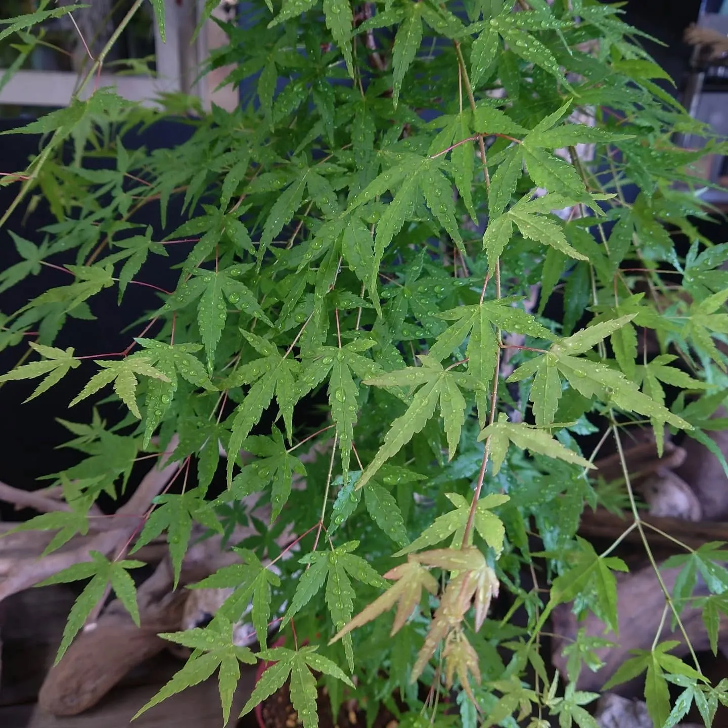 紅葉　流泉