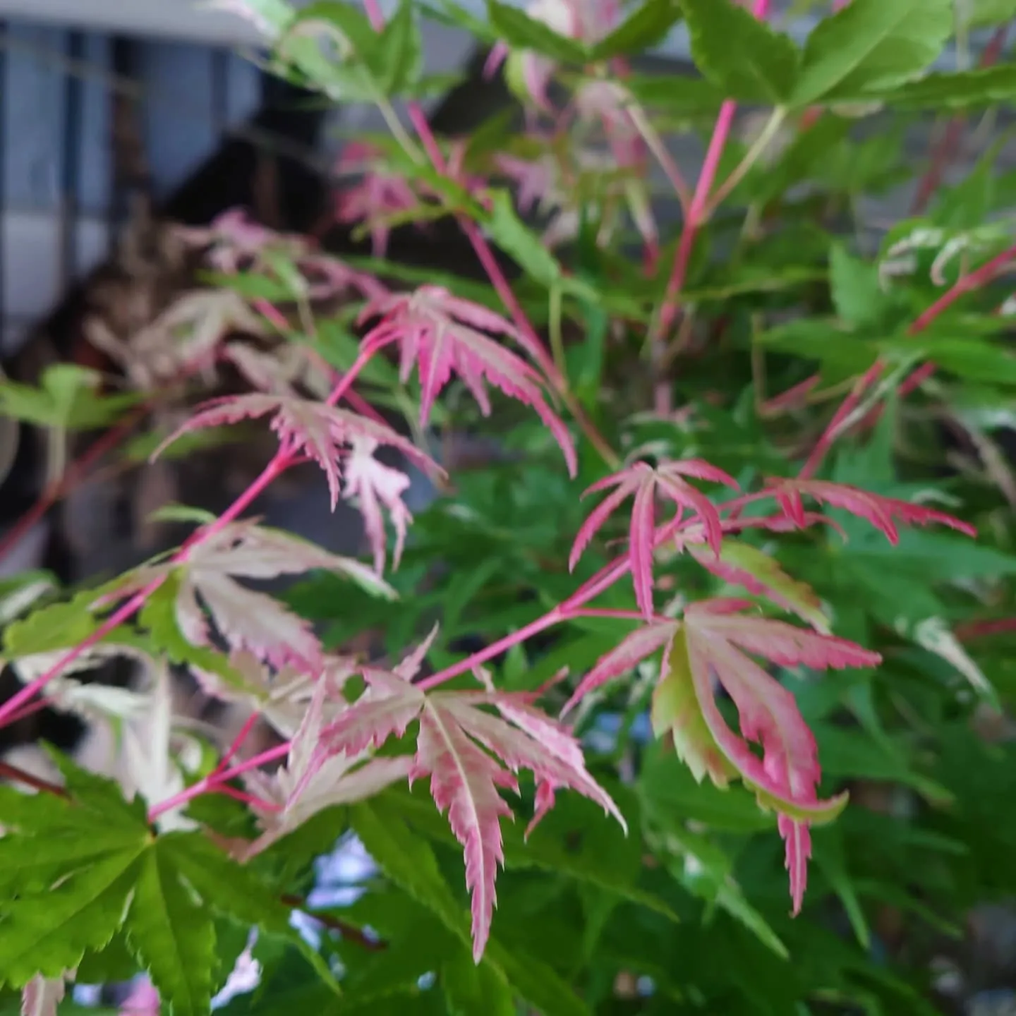 紅葉　流泉
