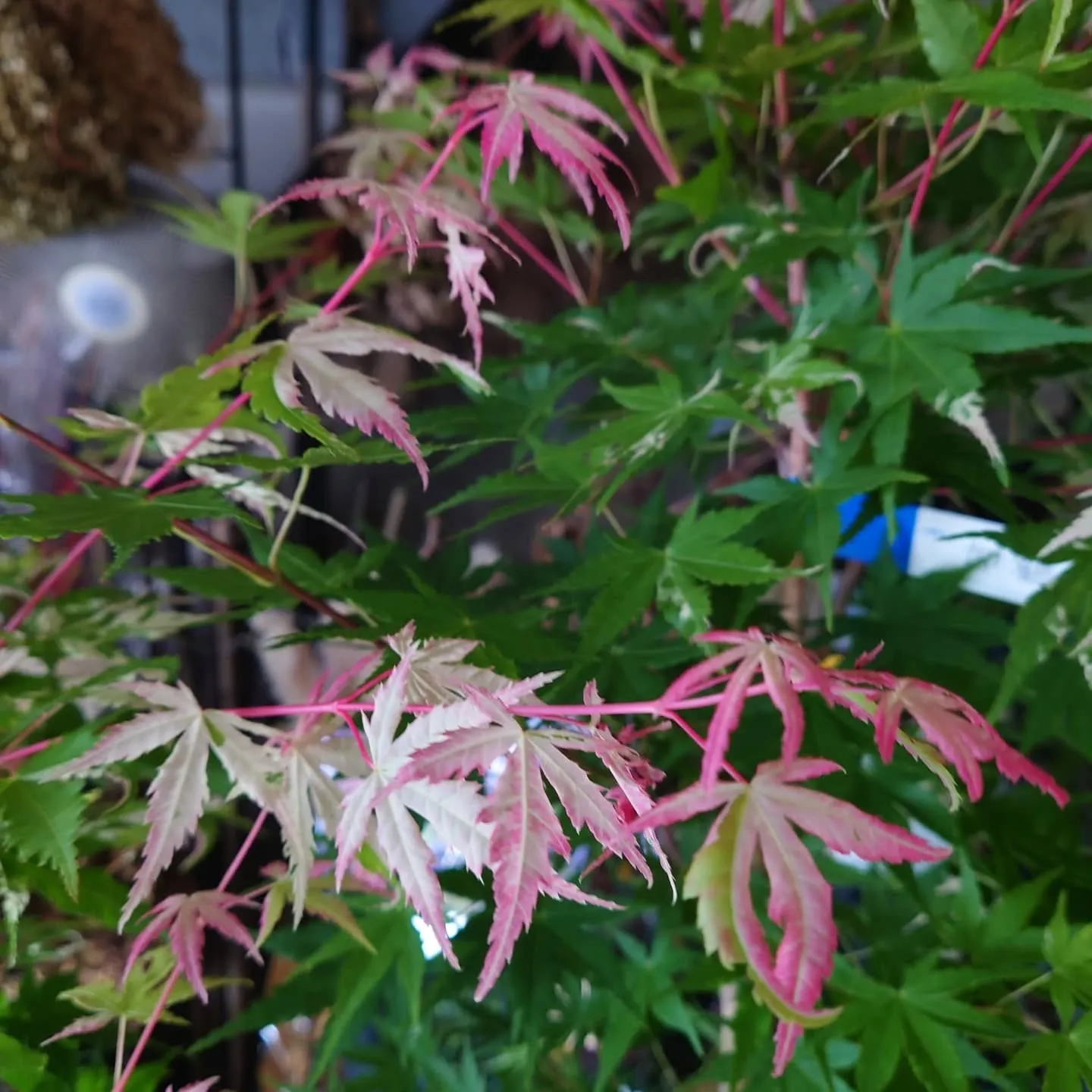 紅葉　流泉