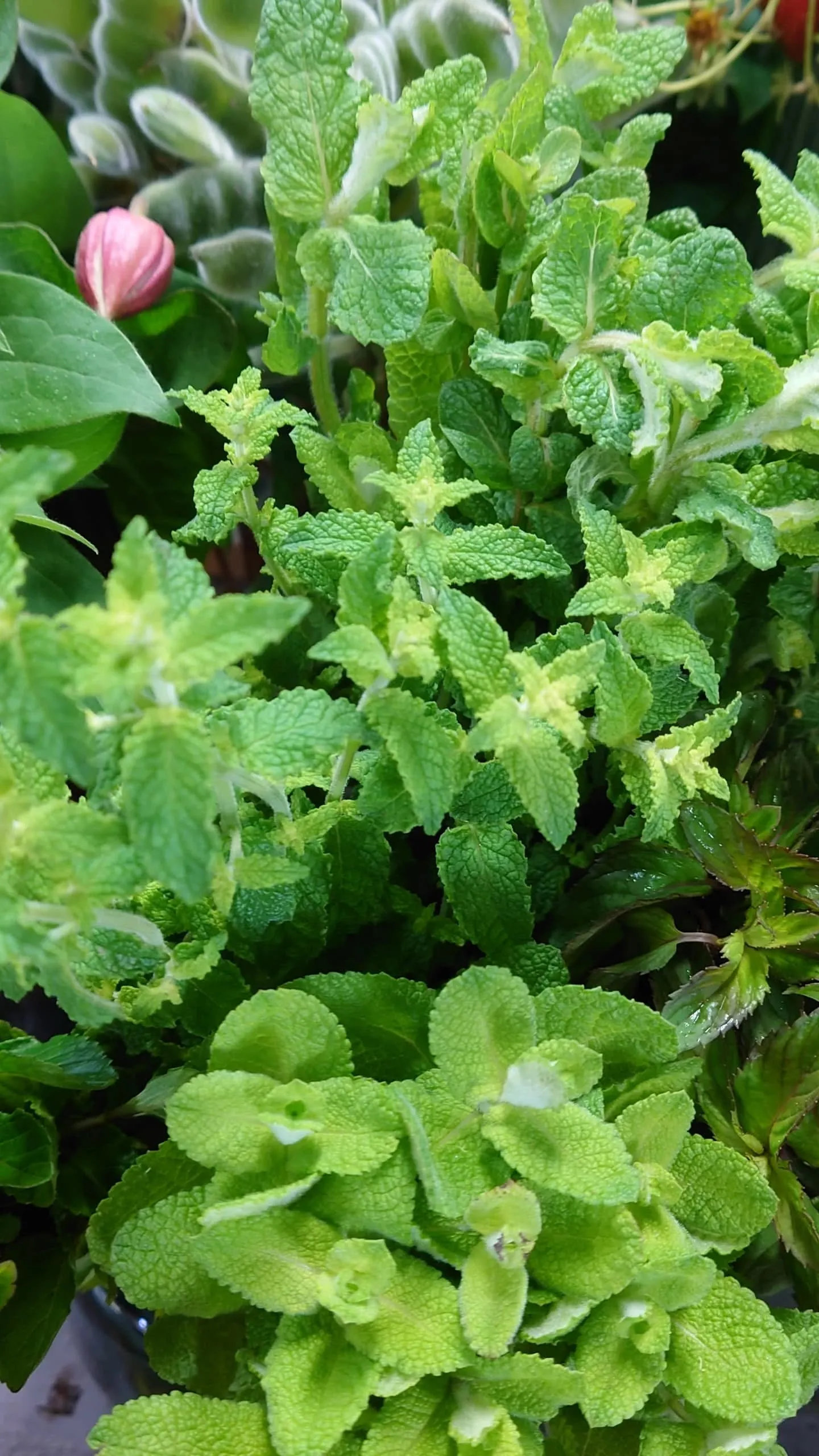 今日の草🌿