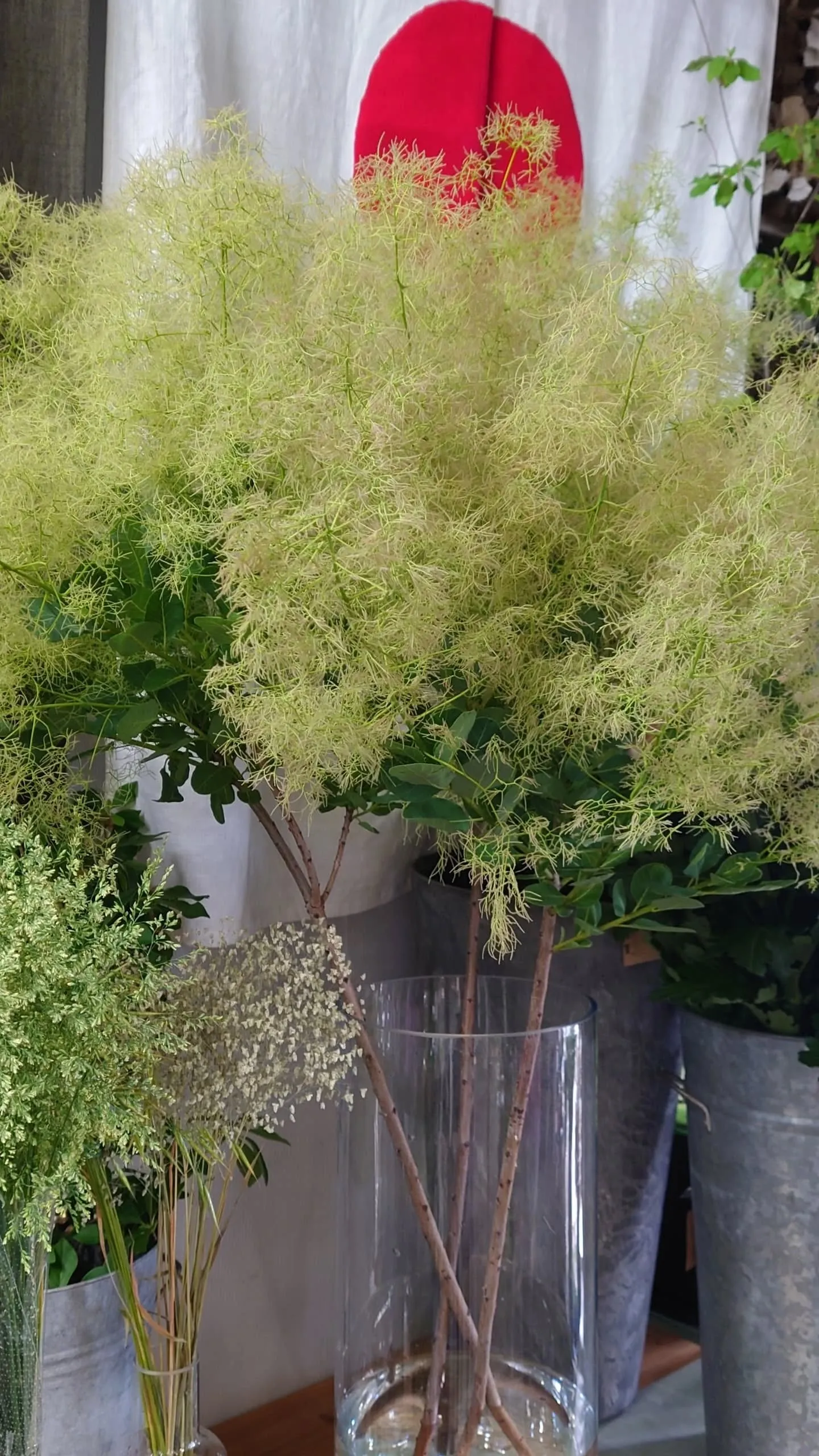 今日の草🌿