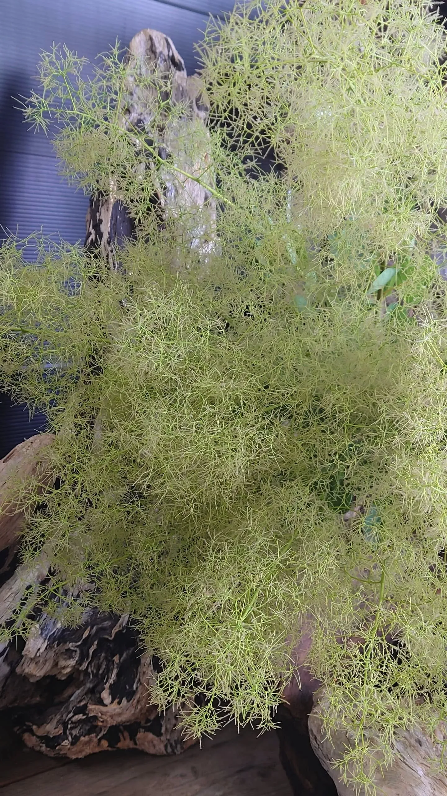 今日の草🌿