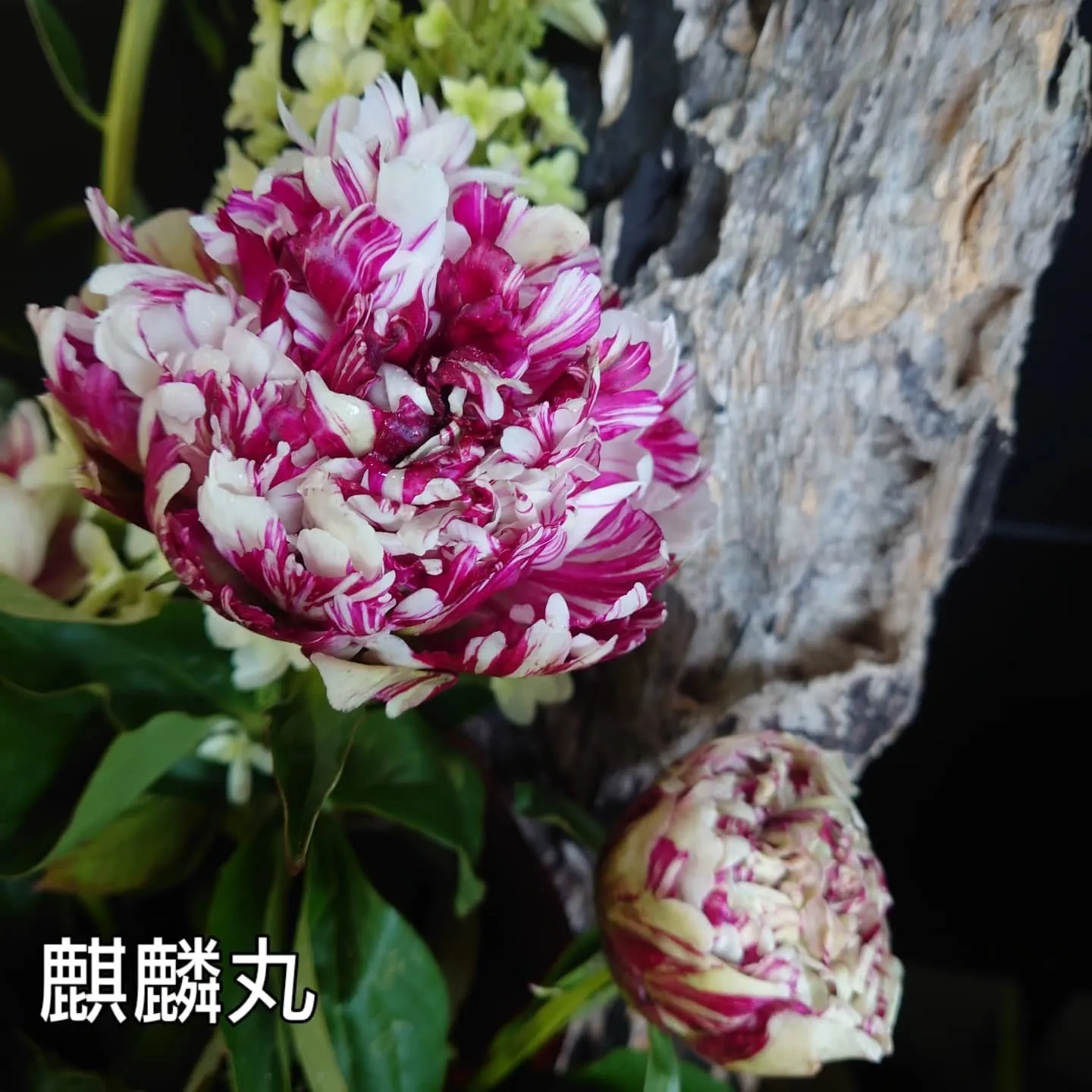 愛する奥様に