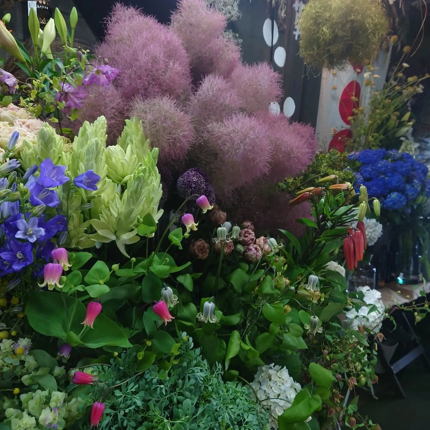 今日の草🌿