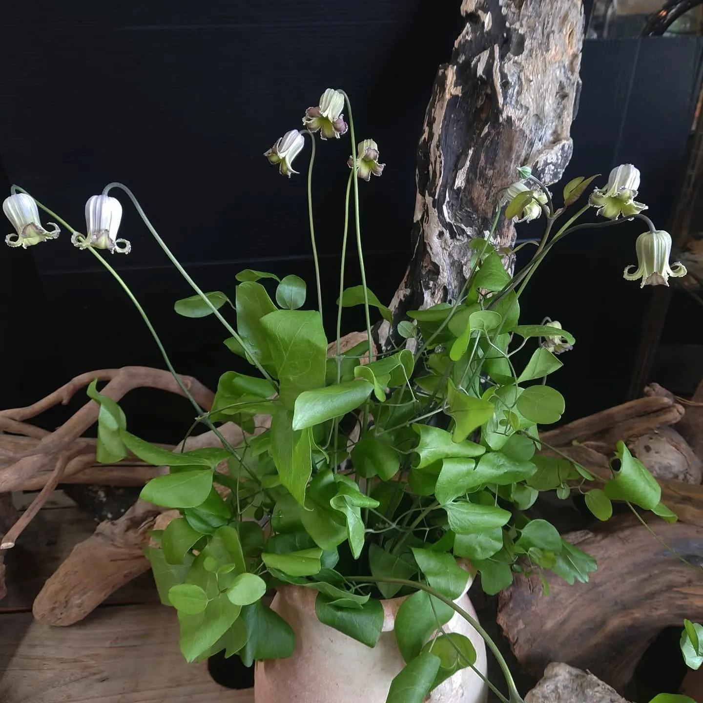 今日の草🌿