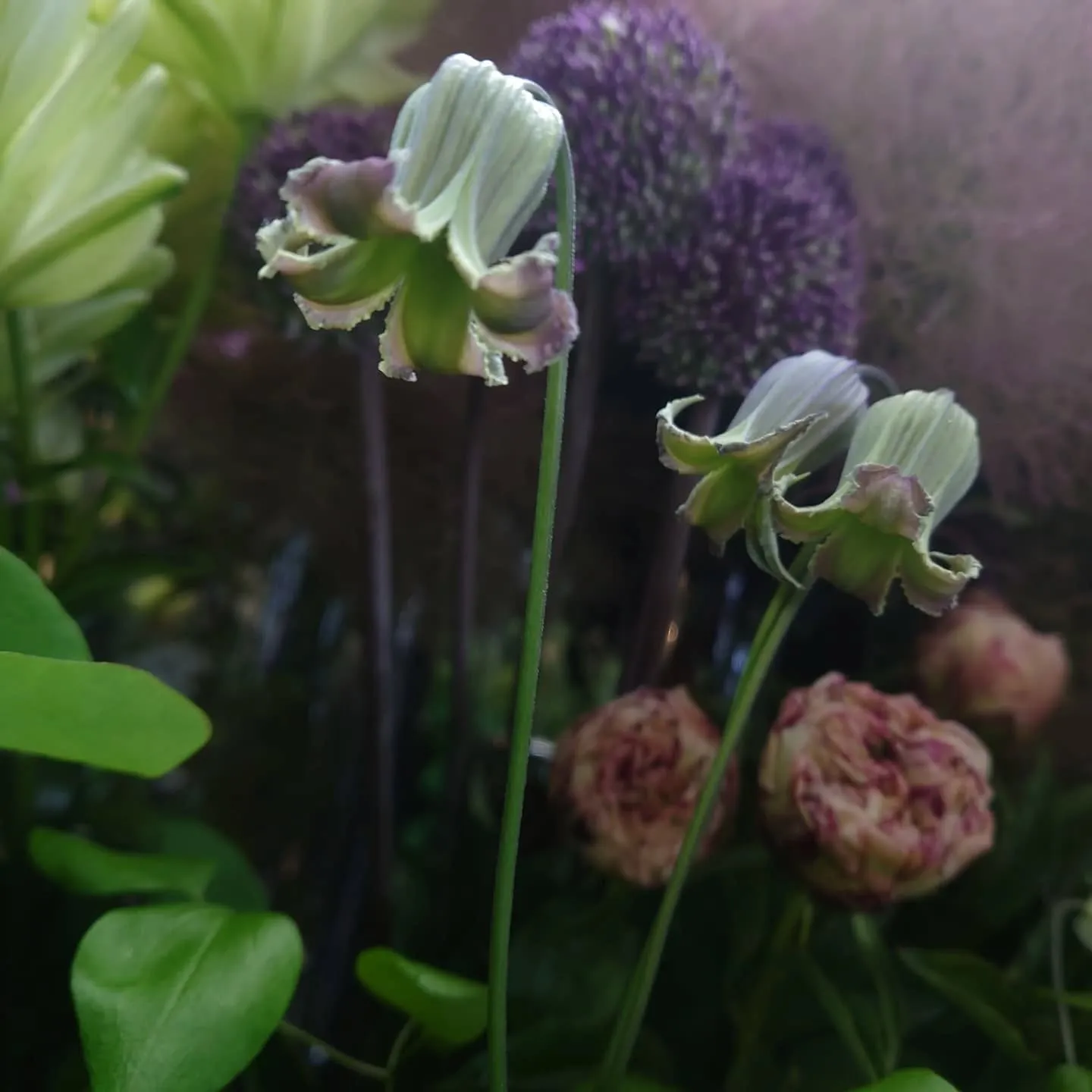 今日の草🌿