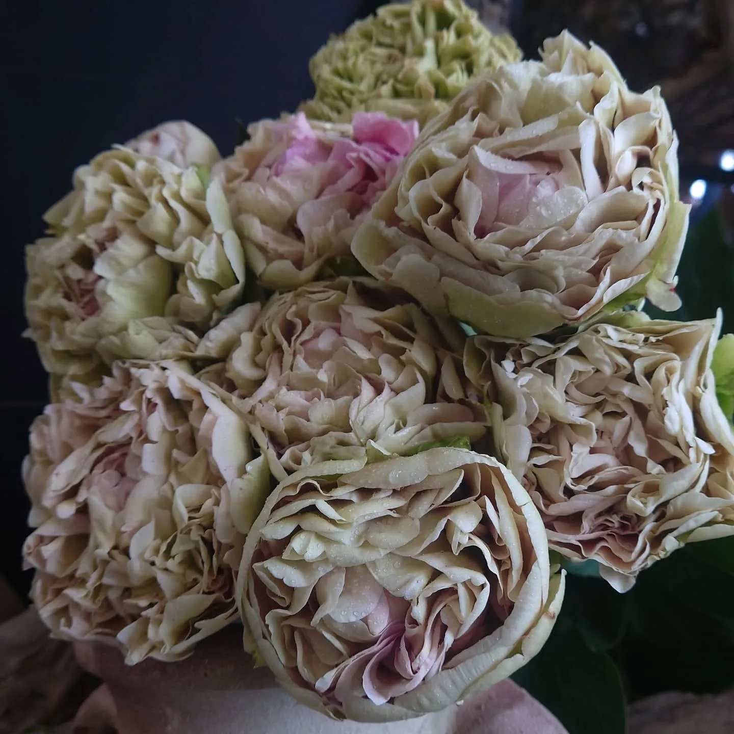 今日の草🌿