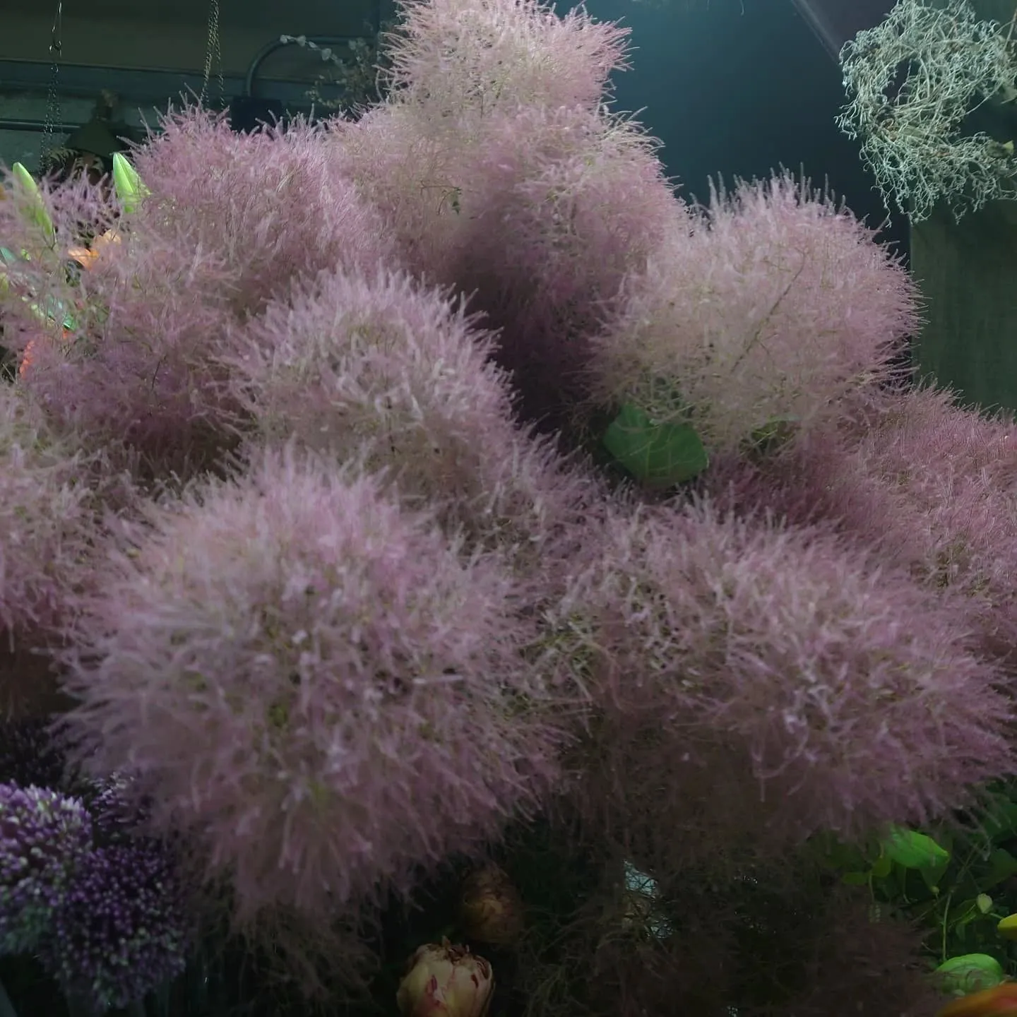 今日の草🌿