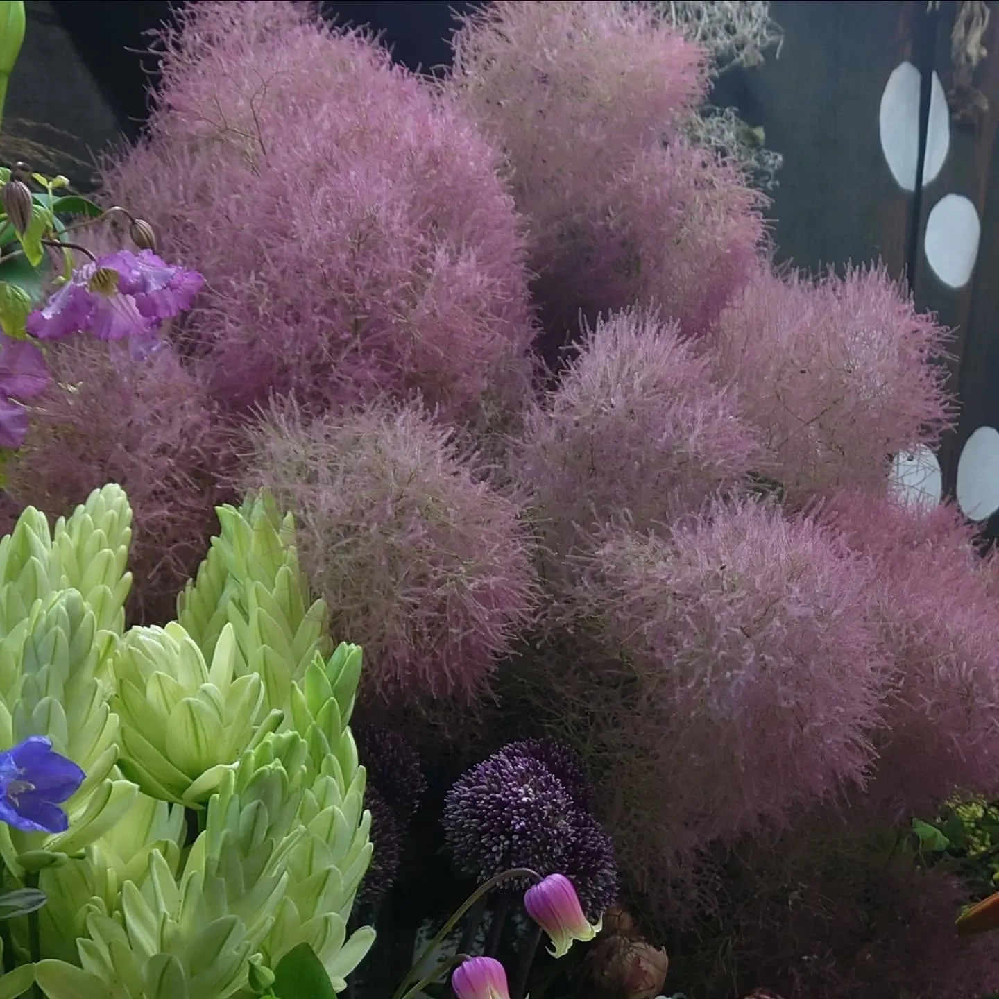 今日の草🌿