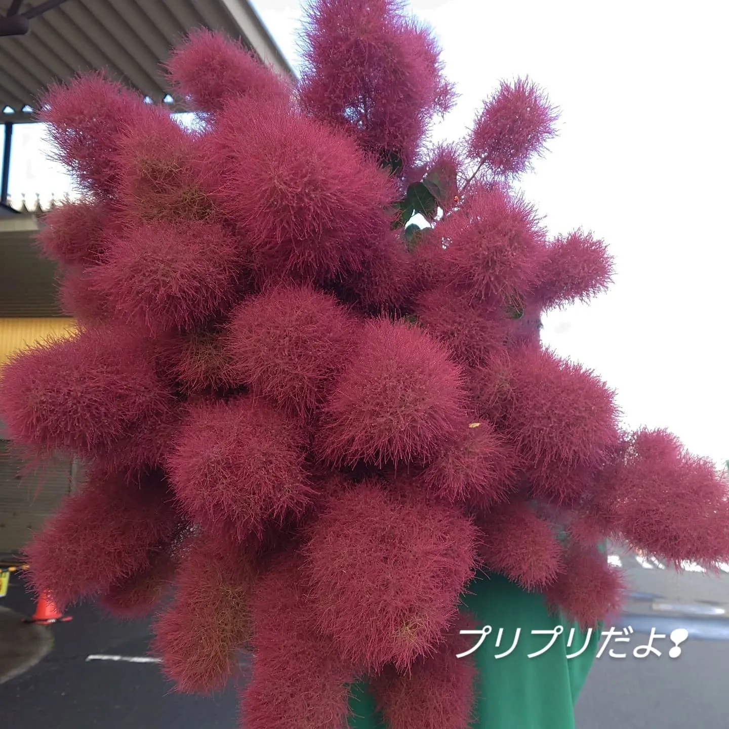 今日も