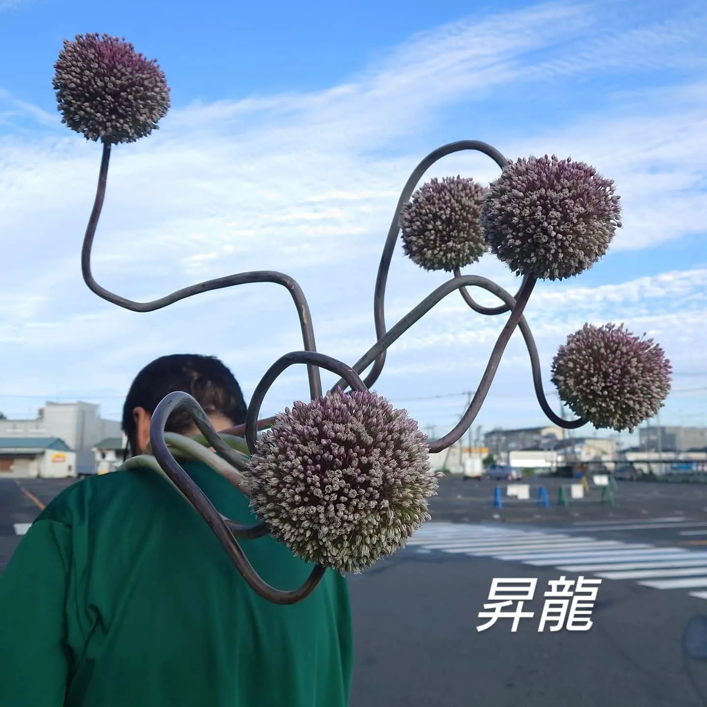 今日も