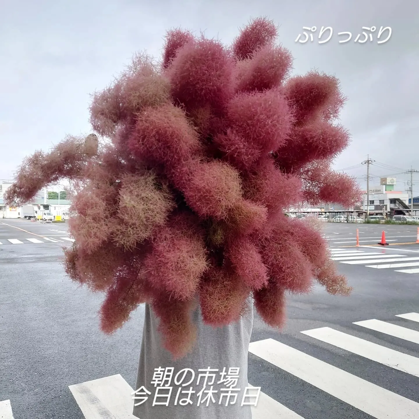 仕入れちゃったぜぃ