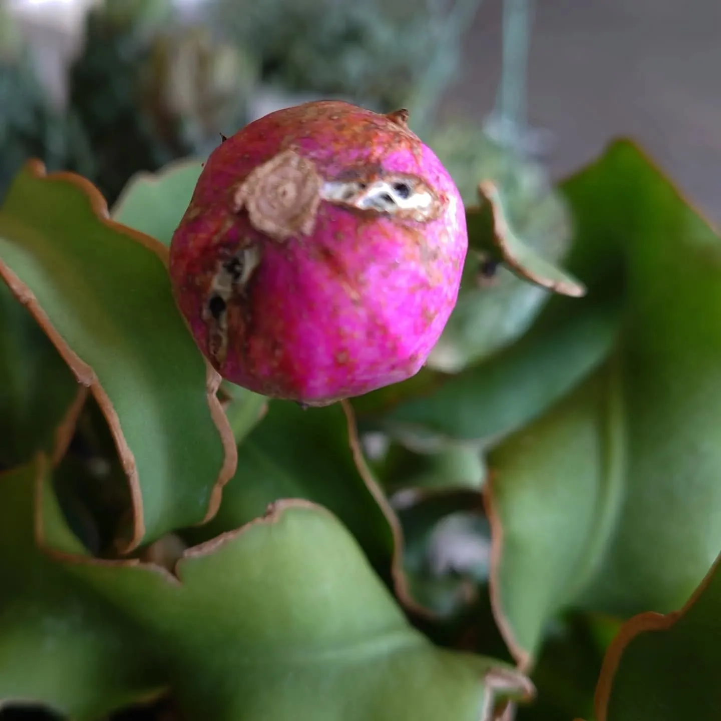 Dragon fruits！？のような〜