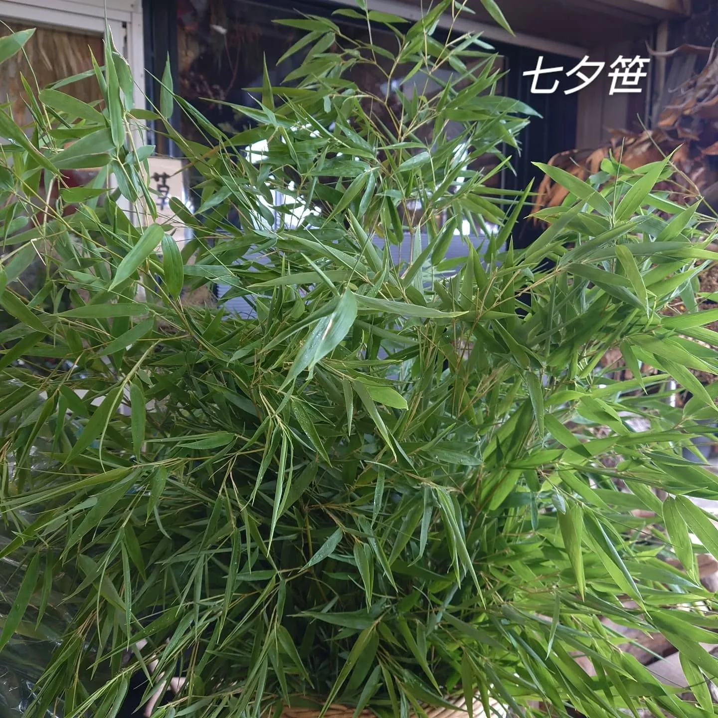 紫錦唐松