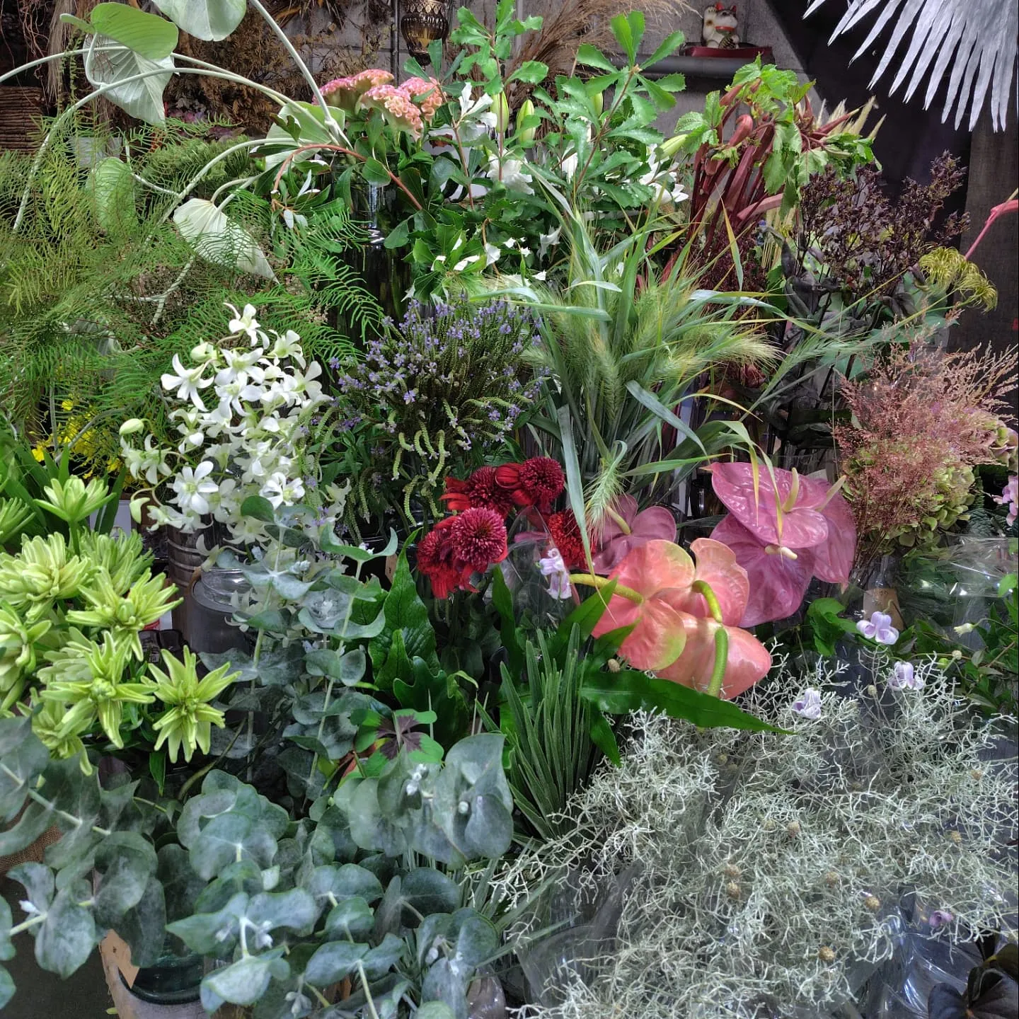 今日の草🌿