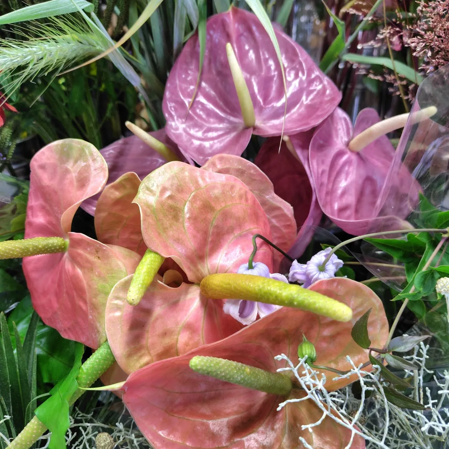 今日の草🌿
