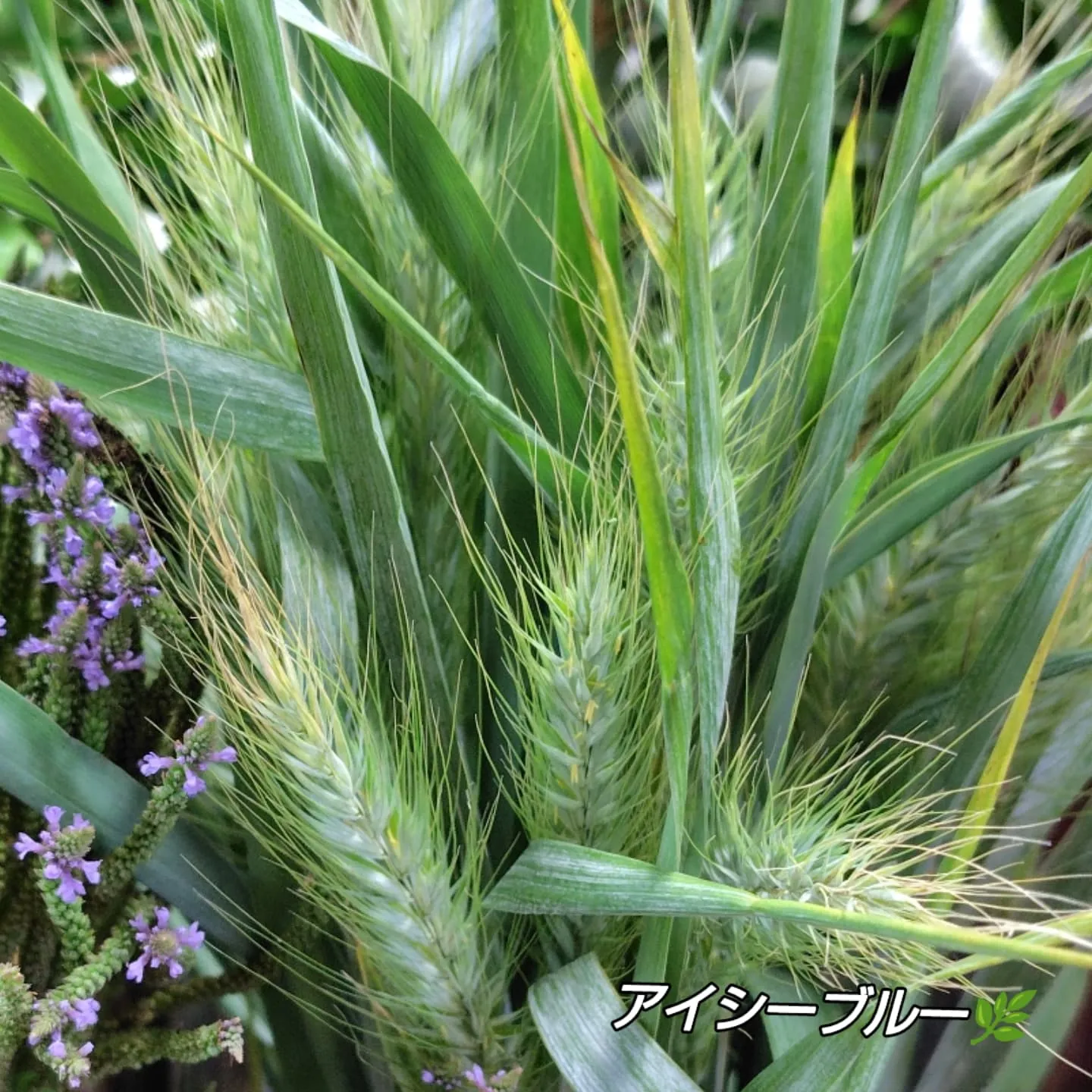 今日の草🌿