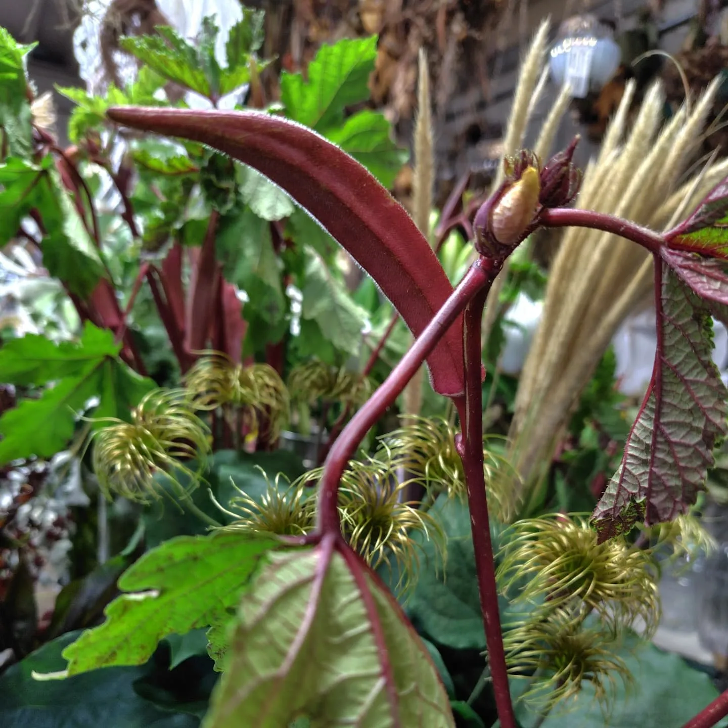 今日の草🌿