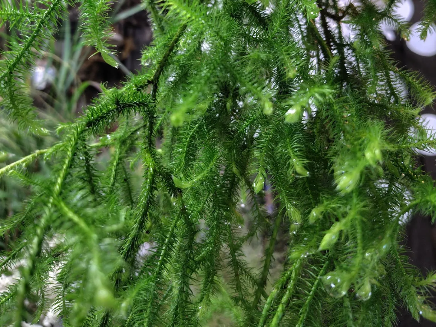 今日の草🌿