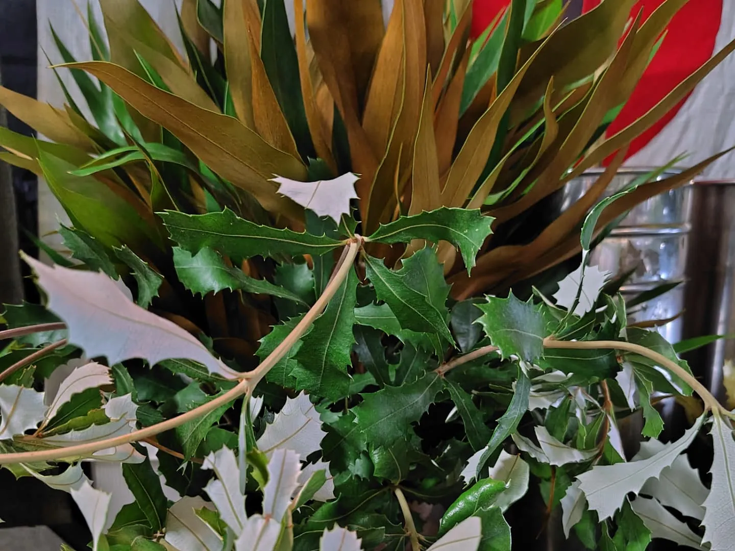 今日の草🌿
