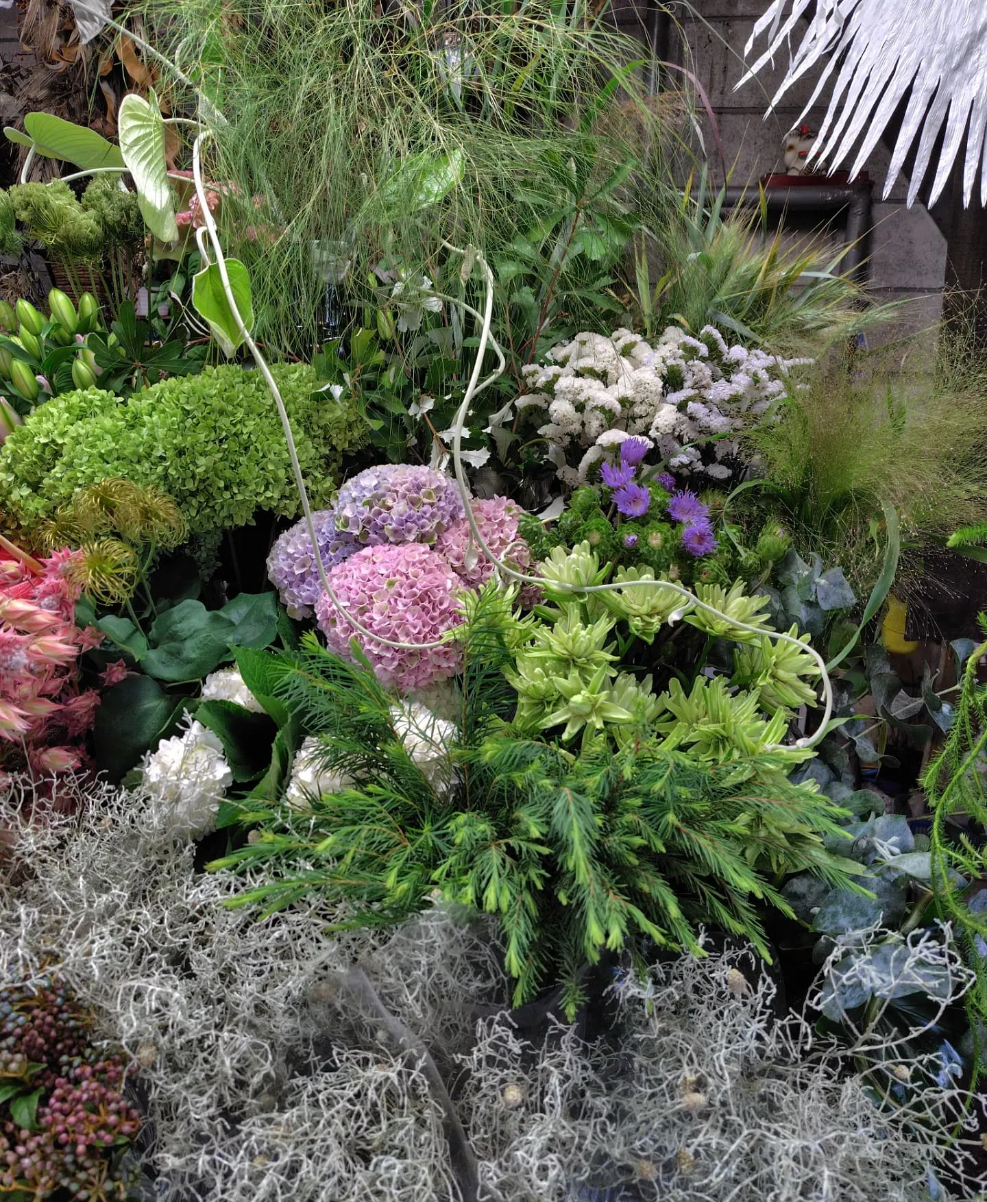 今日の草🌿