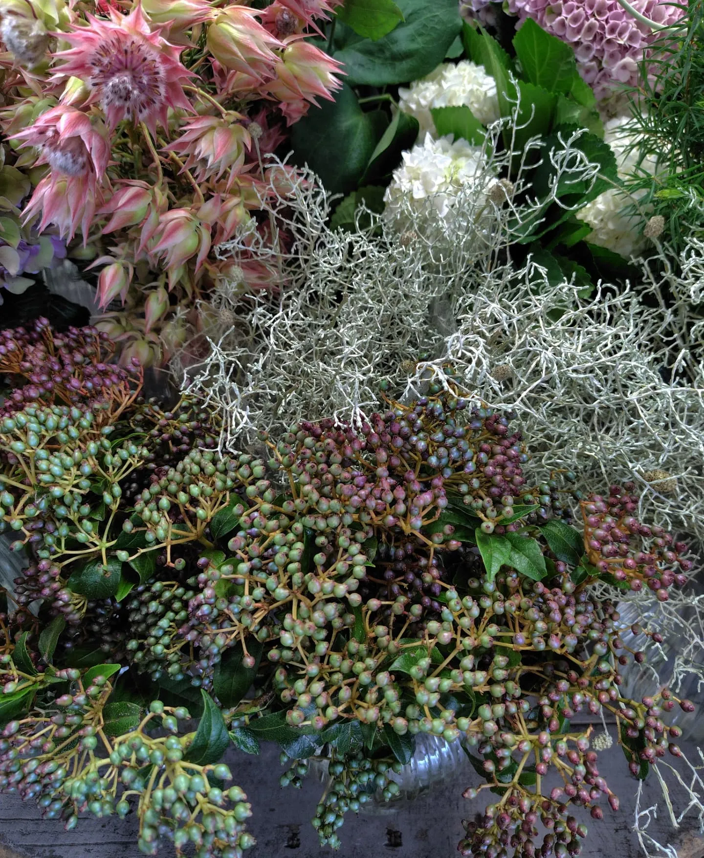 今日の草🌿