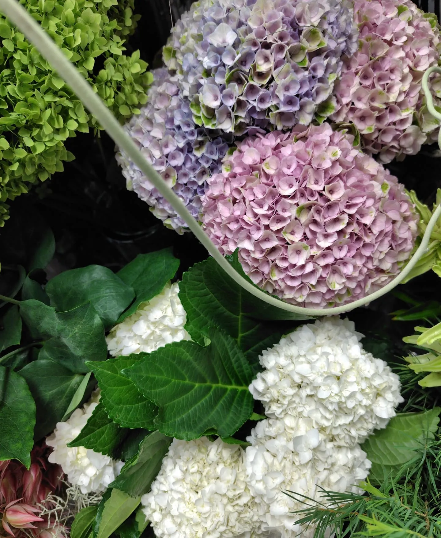 今日の草🌿