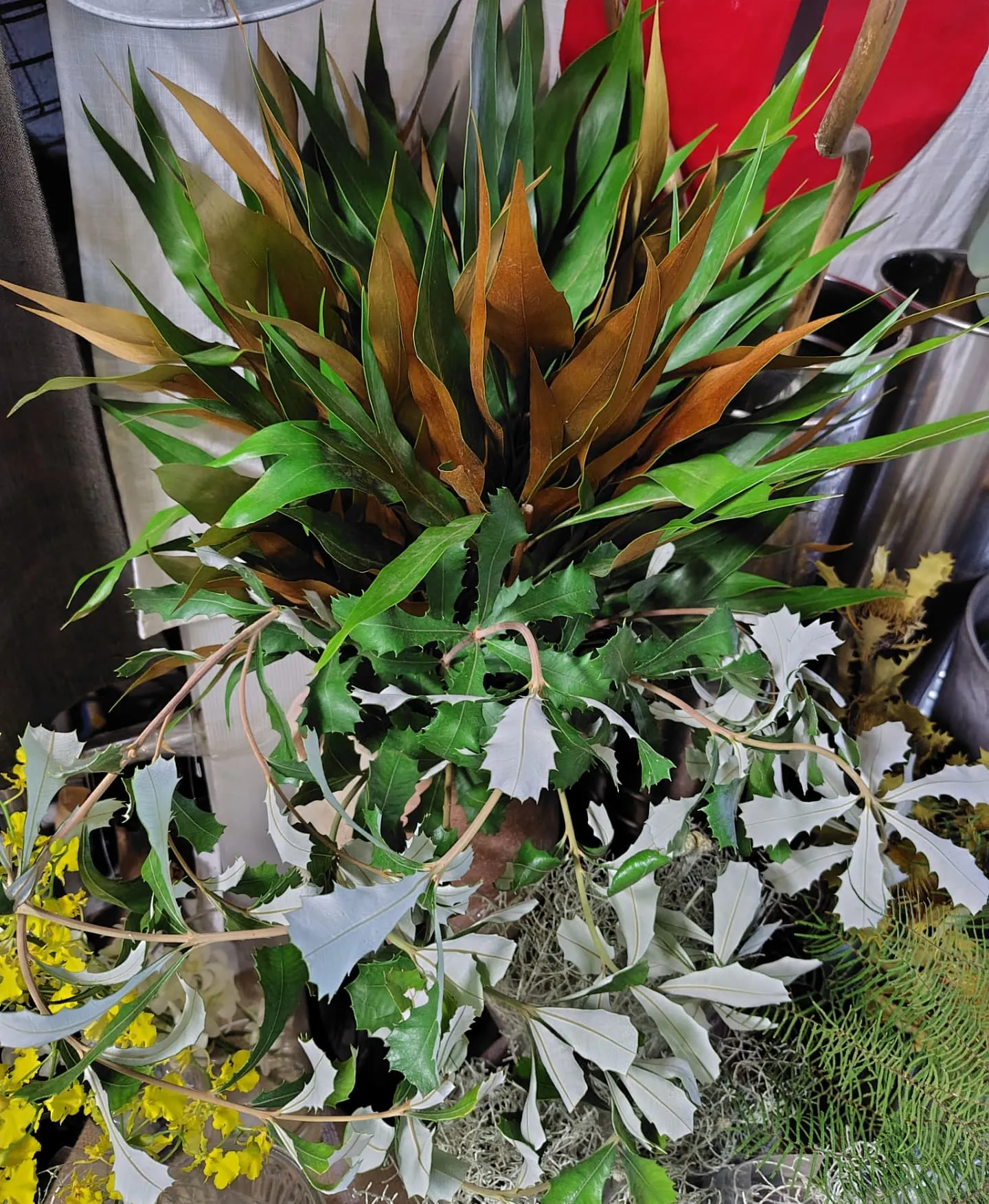 今日の草🌿