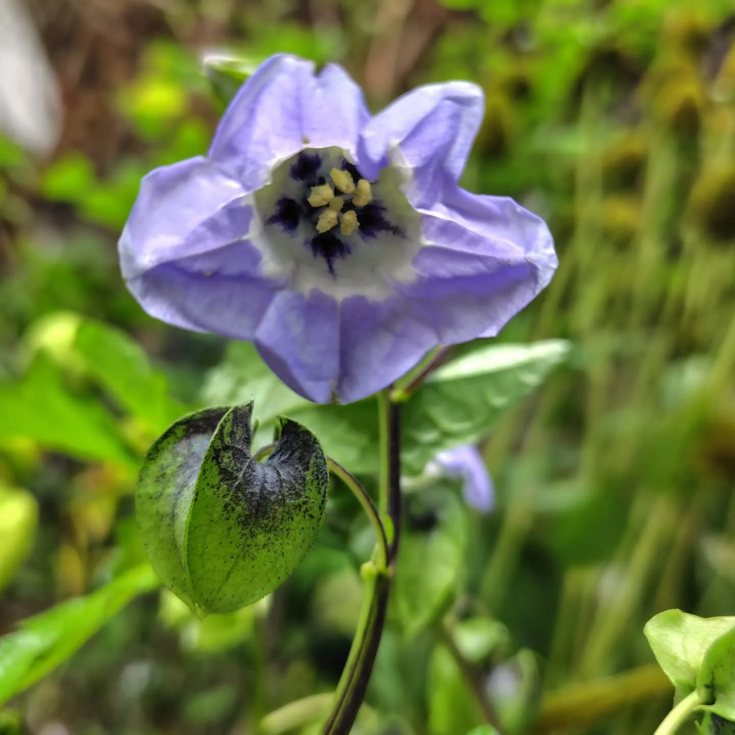 黒ほおずきの花