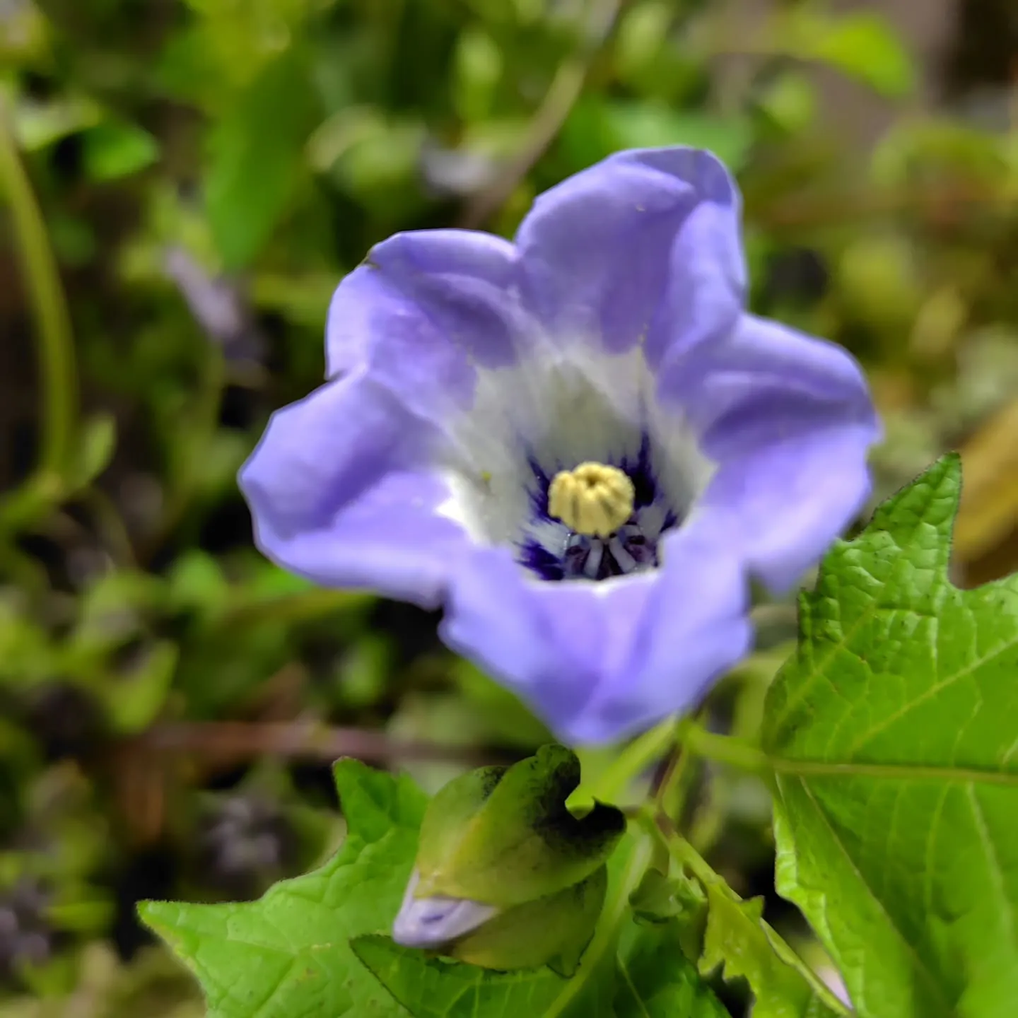 黒ほおずきの花