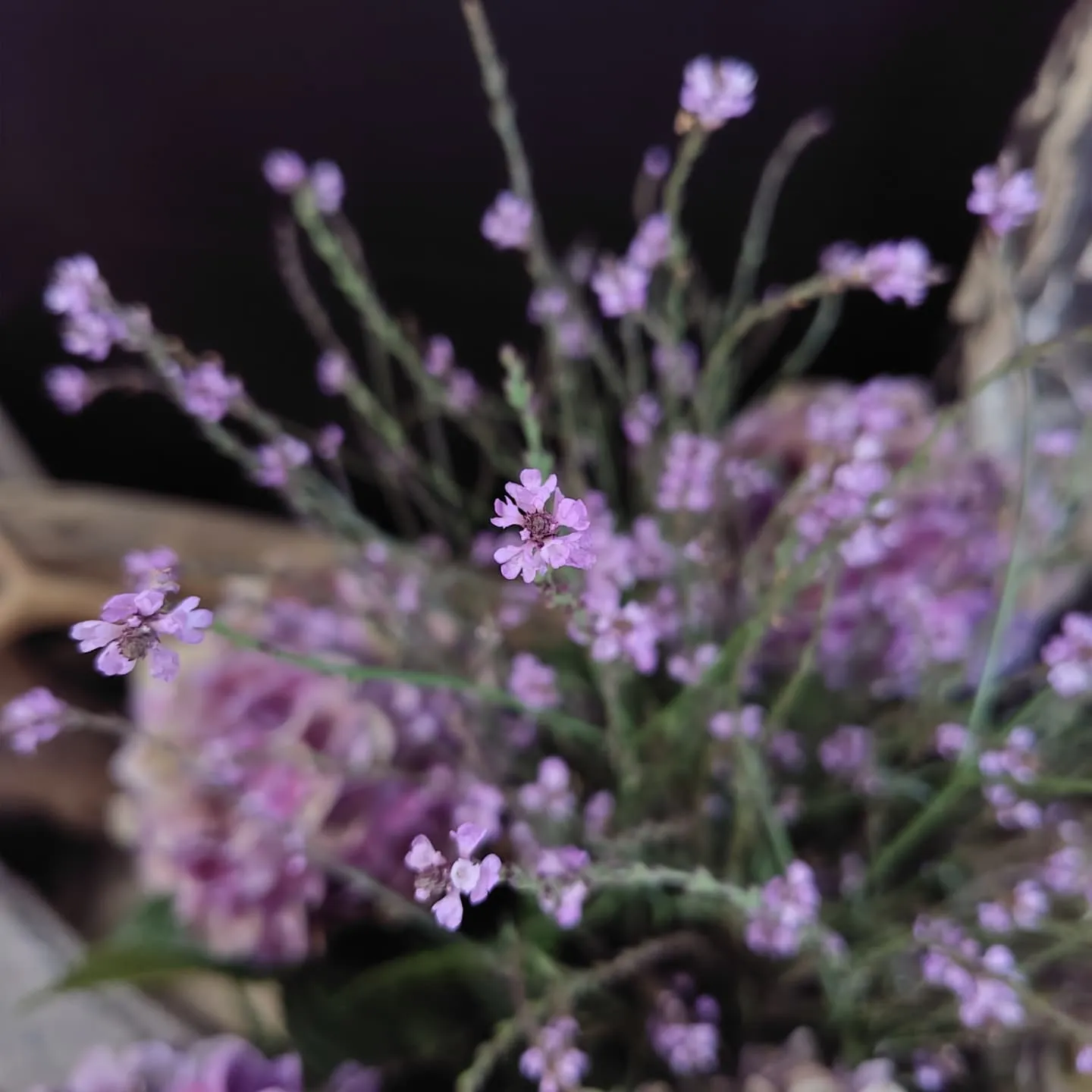 あじさい秋色パープル