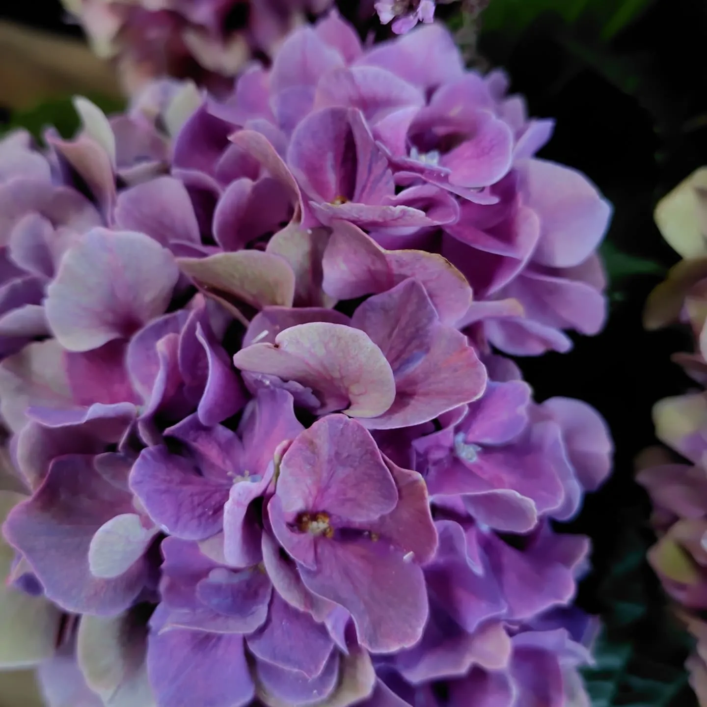 あじさい秋色パープル