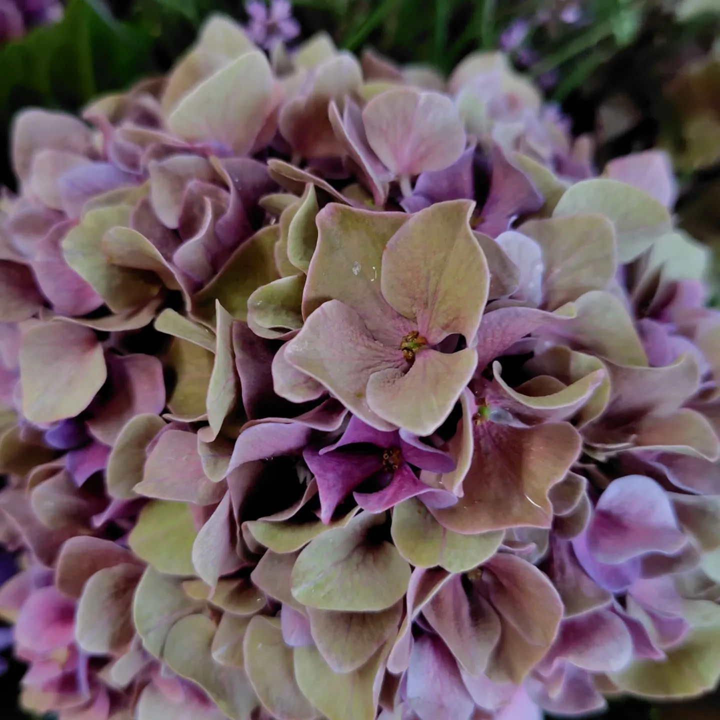 あじさい秋色パープル