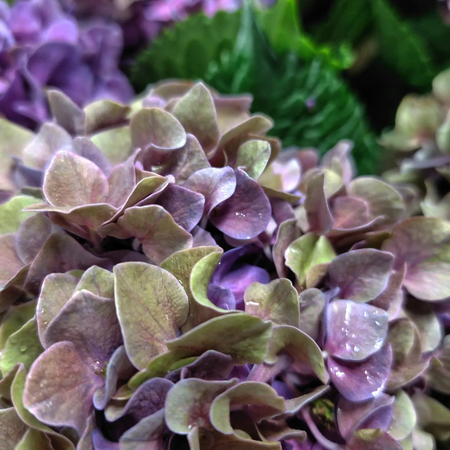 あじさい秋色パープル