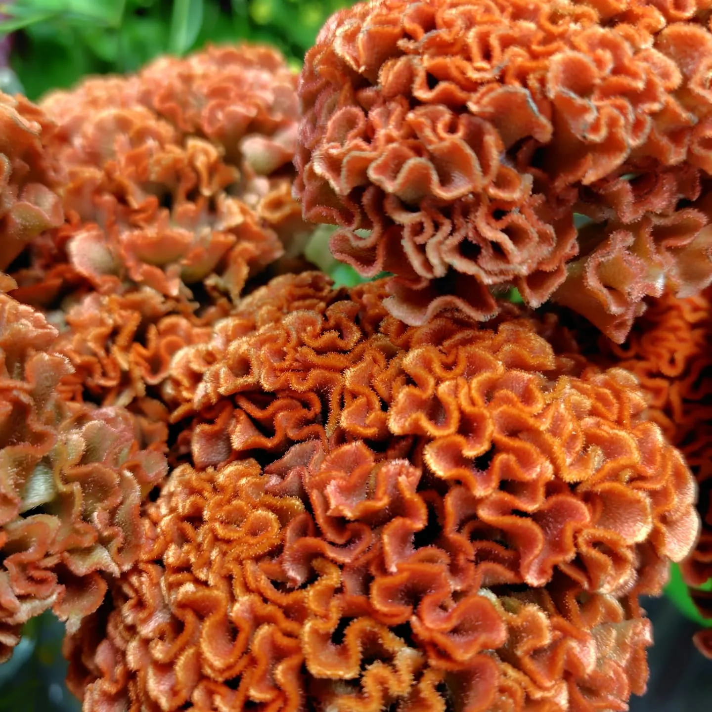 ケイトウチャーミング