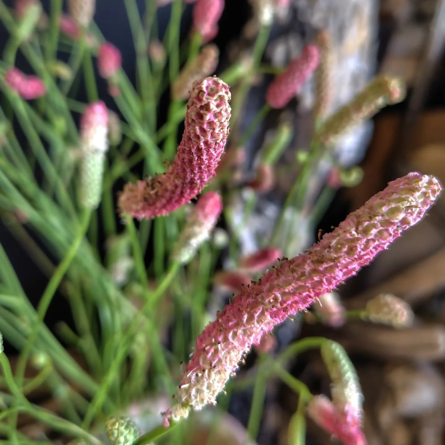 ケイトウチャーミング