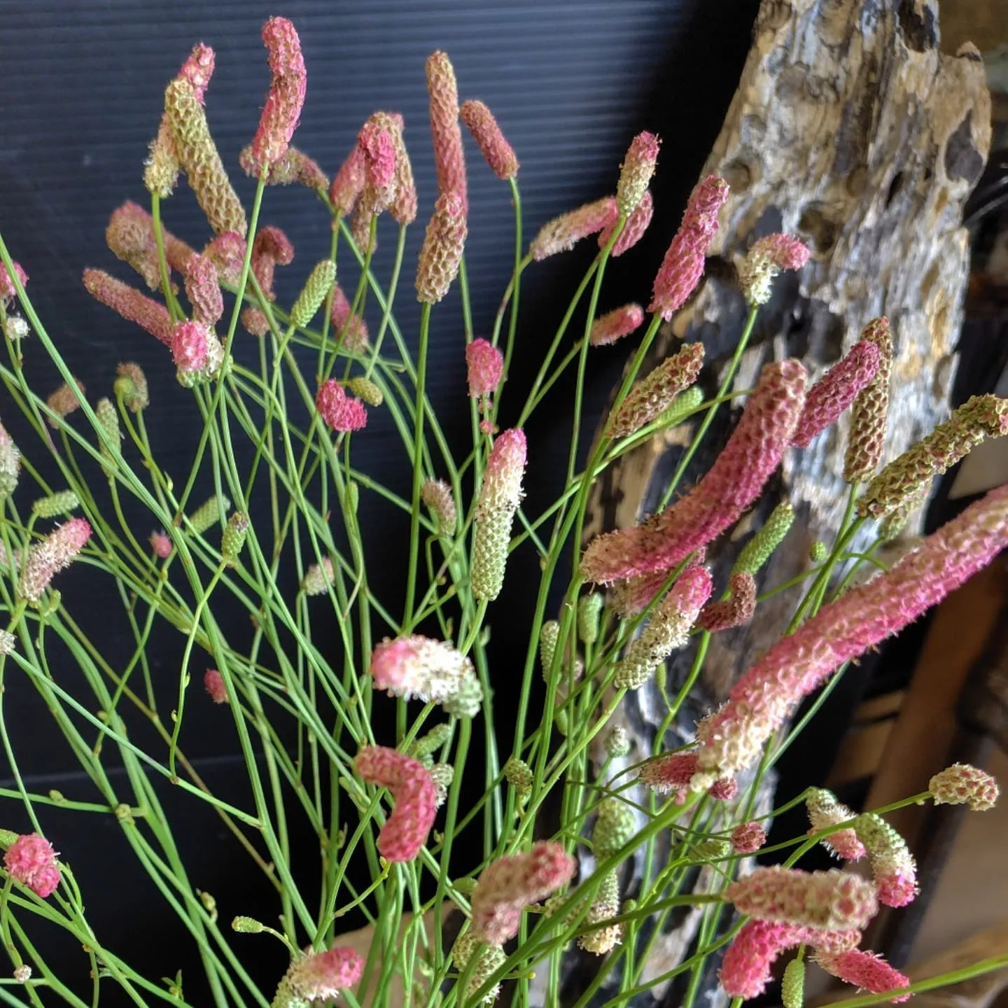 ケイトウチャーミング