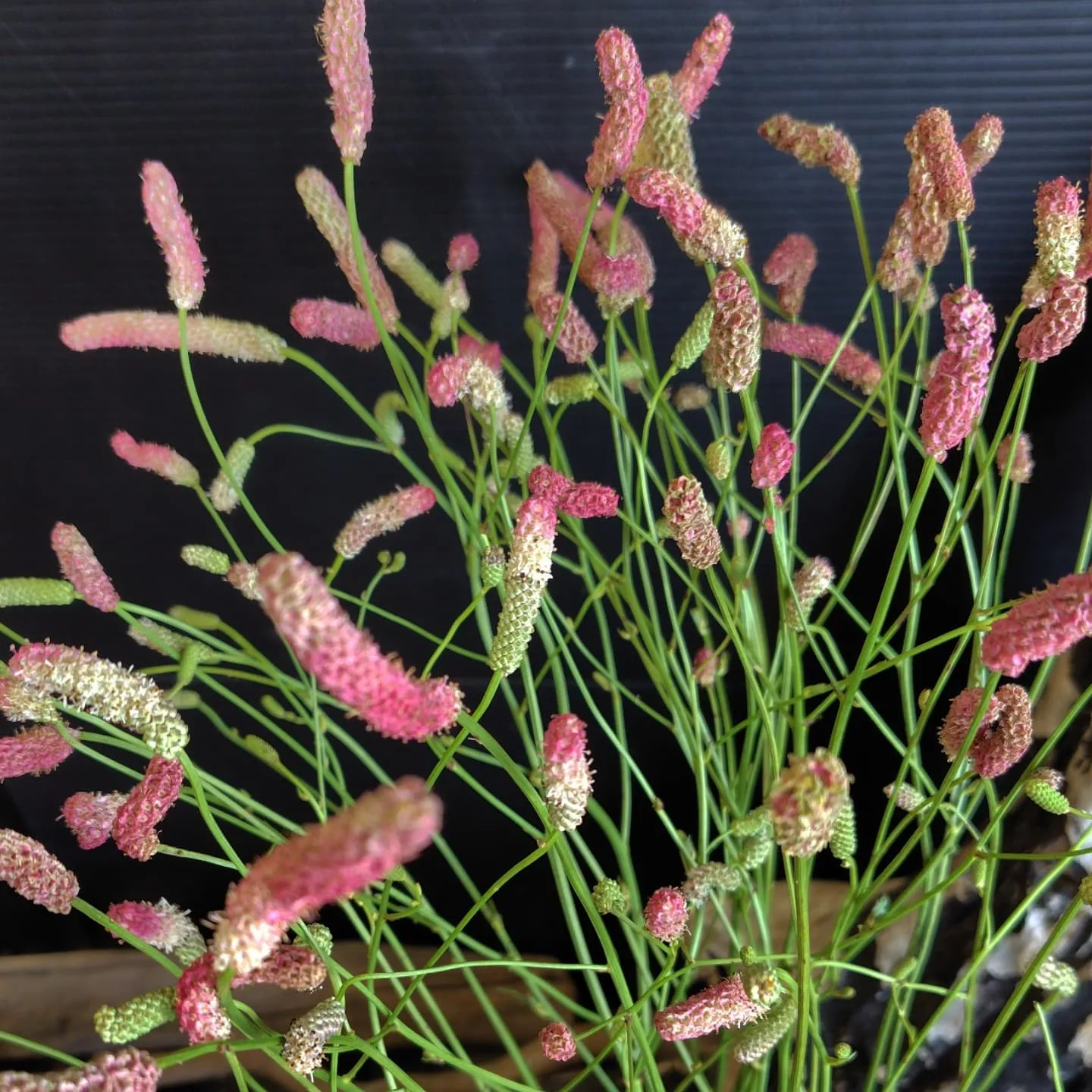 ケイトウチャーミング