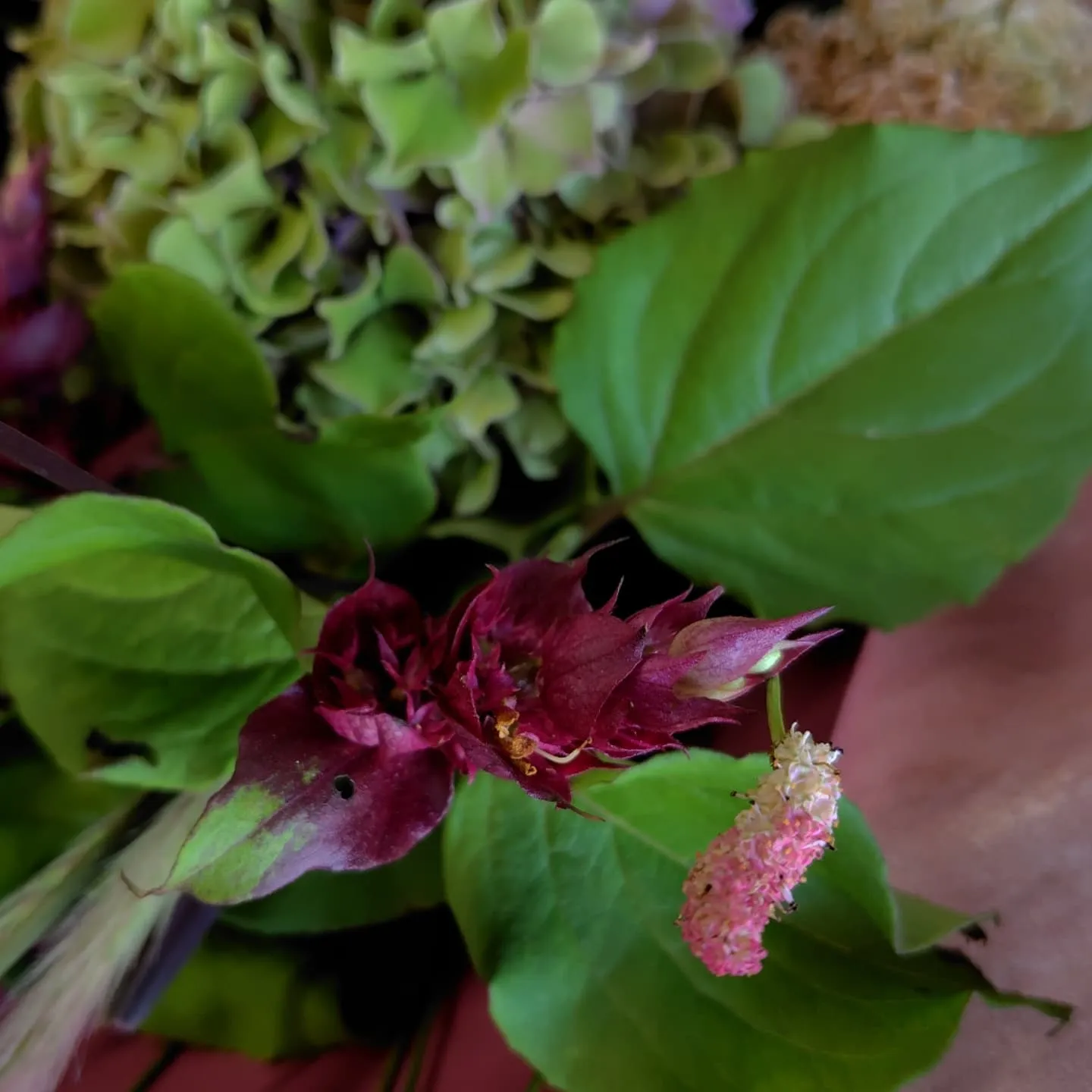 ケイトウチャーミング