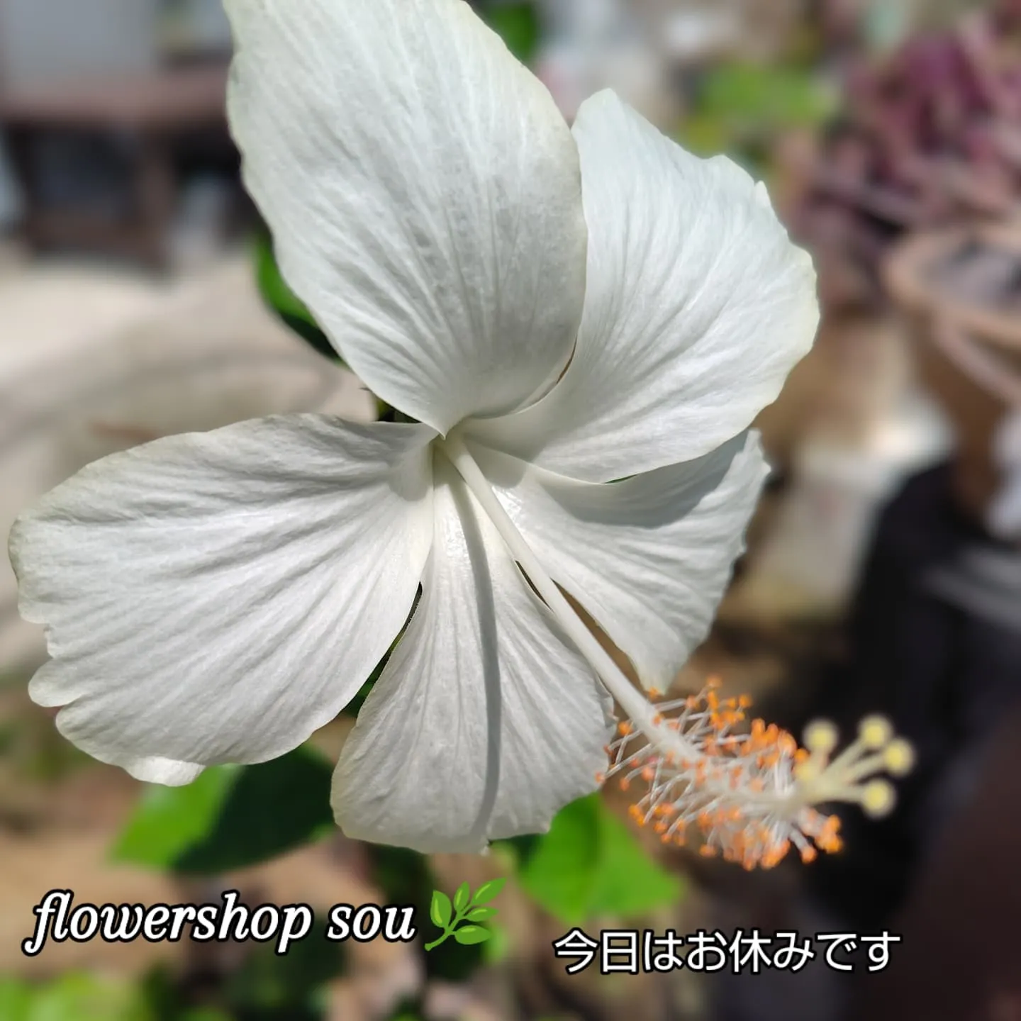 花束　アレンジメント