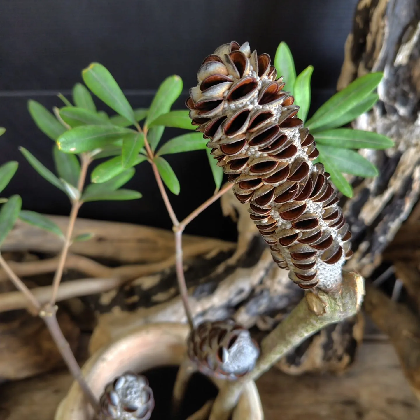 今朝の大宮市場も